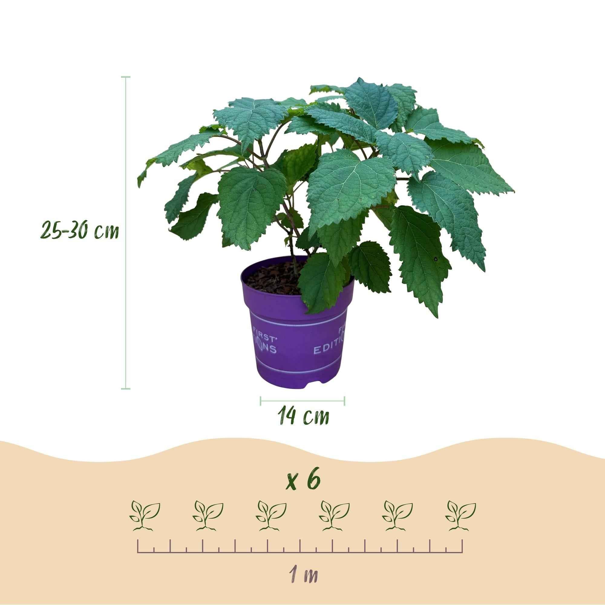 Image of Hortensie Hydrangea arborescens FlowerWOW winterhart weiß 20-30cm 14cm für Garten Balkon Terrasse Beet bienenfreundlich pflegeleicht blühender-3