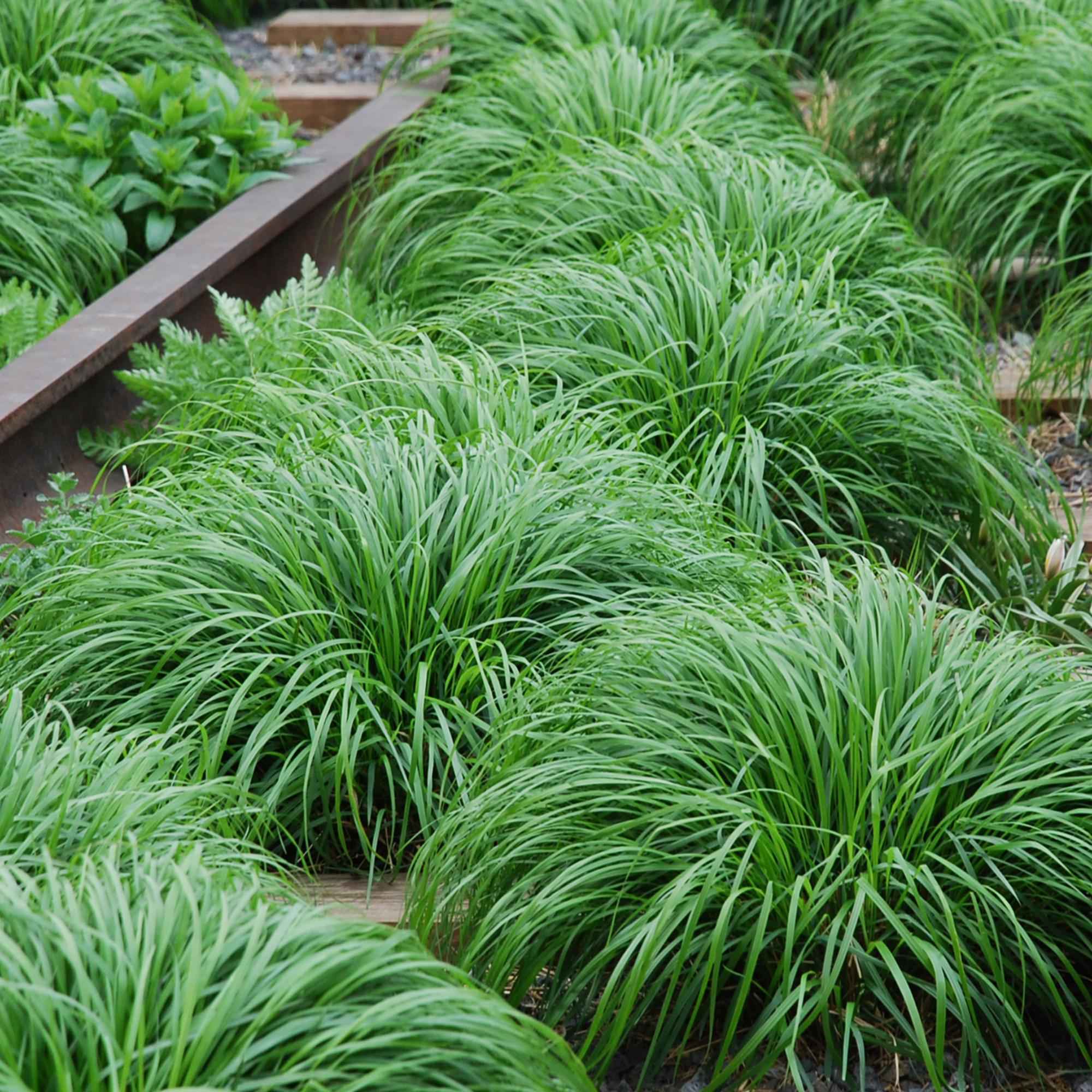 Image of Ziergras Segge Carex oshimensis Intense Green – Intensiv Grün – Immergrün & winterhart – Höhe ca. 50cm – 17cm