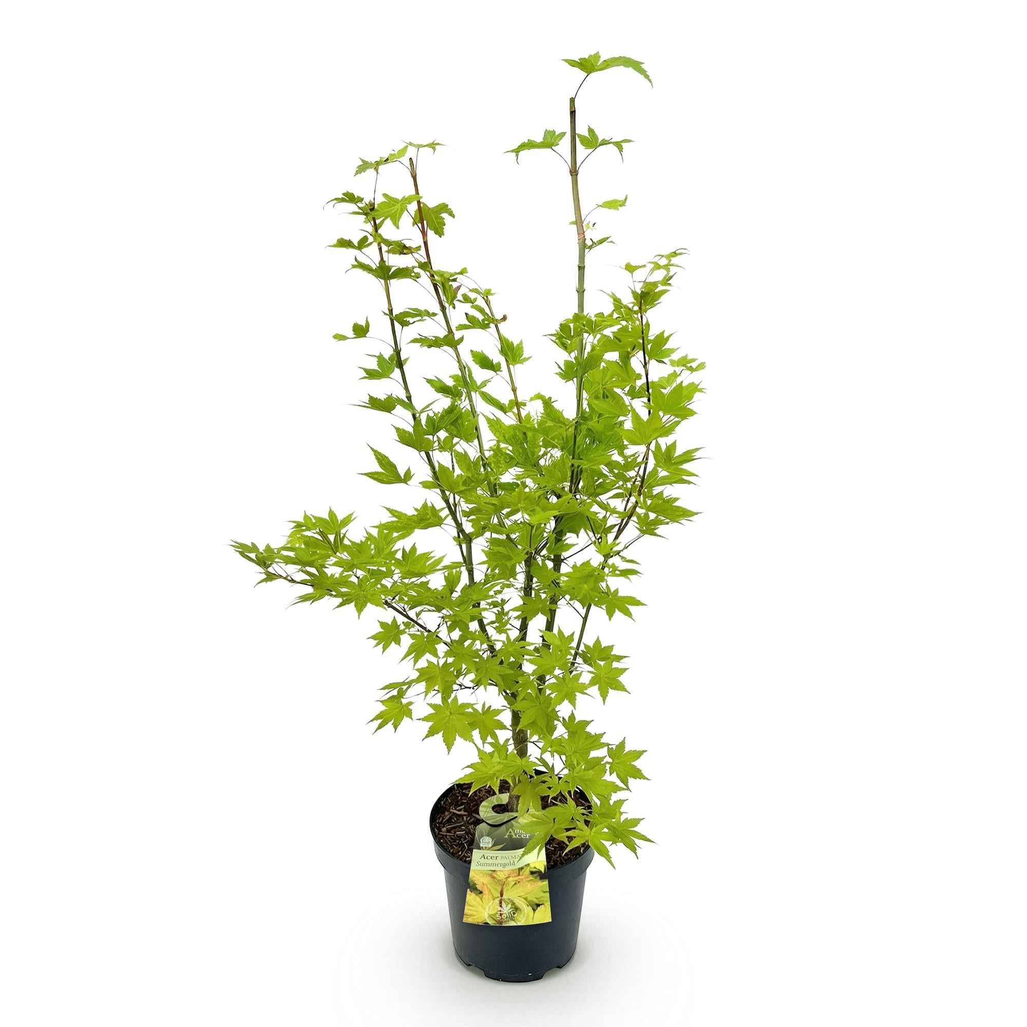 Image of Japanischer Ahorn Acer palmatum Summergold, laubabwerfende Gartenpflanze in Gelb, Zierahorn für Garten und Kübel, Ø26cm, 90cm hoch, für-2