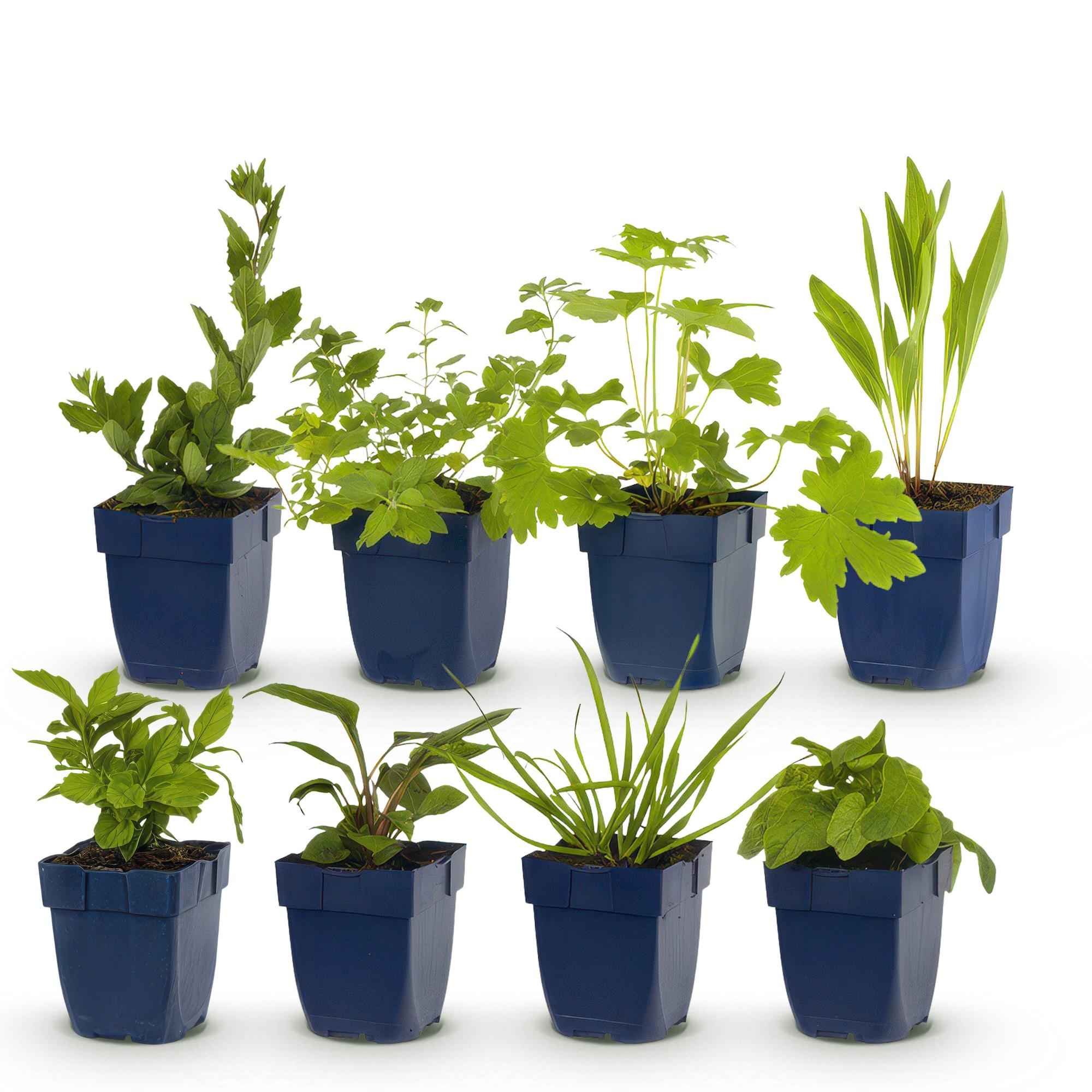Image of Staudenset für Bienen & Schmetterlinge – 6 mehrjährige Gartenstauden für 1m² – Ø11cm – Echinacea, Rittersporn, Stockrose & Prachtkerze-1
