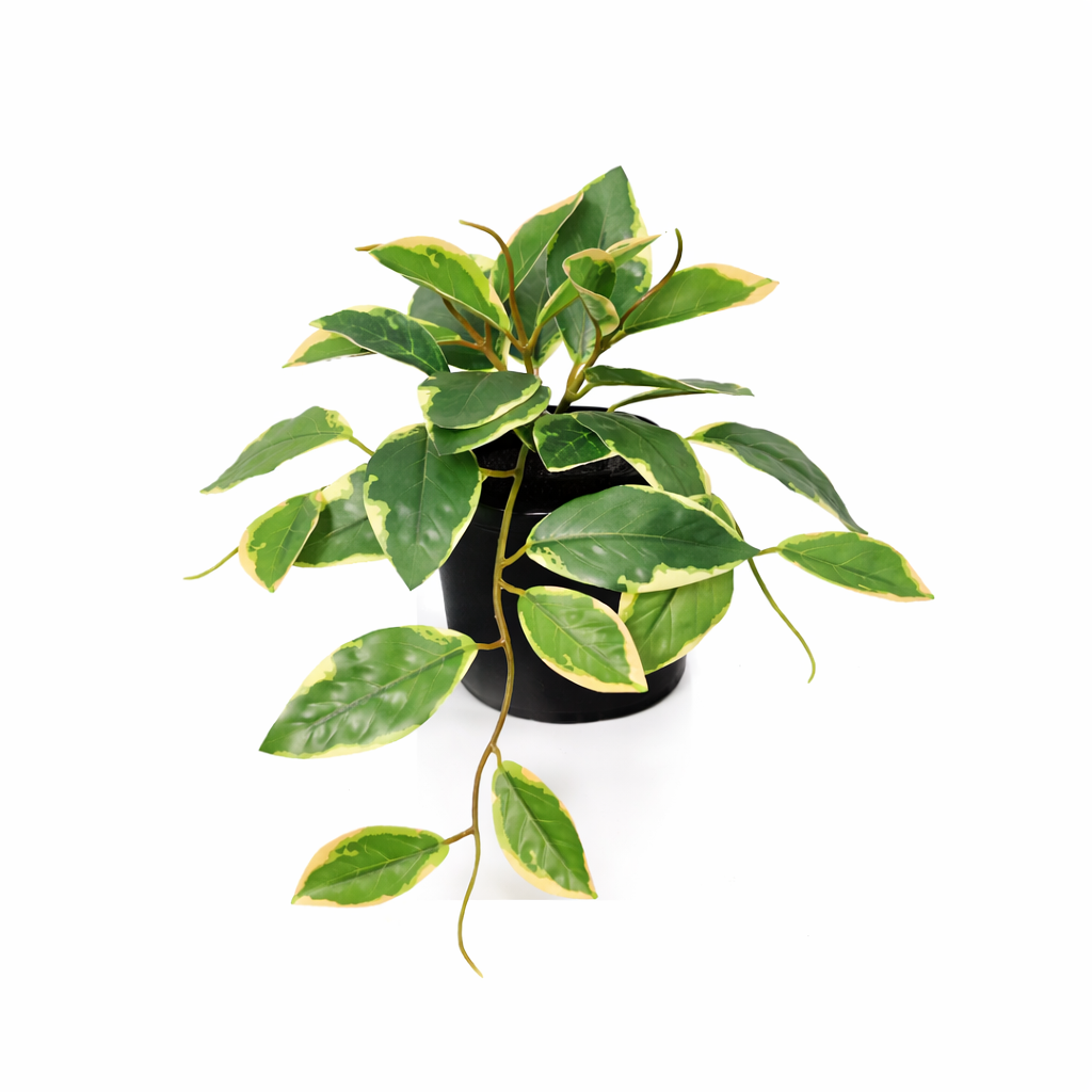 Image of Künstliche Hoya Variegata 23cm dekorative Kunstpflanze mit panaschierten Blättern für Wohnzimmer Büro Badezimmer Regal pflegefreie grüne Wohnraum Deko-0