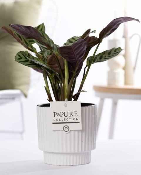 Image of Ctenanthe Burle Marxii in Keramiktopf Glänzend Weiß – Ø12cm ↕25cm – Gebetspflanze mit gemusterten Blättern – Pflegeleicht & luftreinigend-0