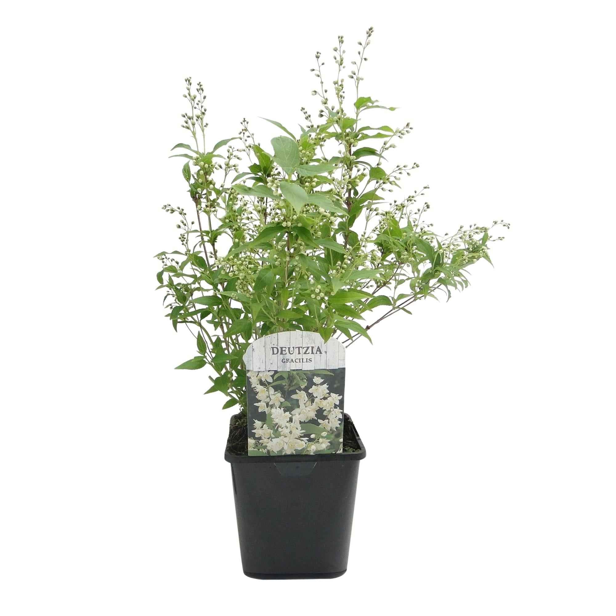 Image of Deutzia Gracilis – Zierlicher Strauch – Blüte Weiß – Bienen – & Schmetterlingsfreundlich – 17cm x H45cm – pflegeleicht-2