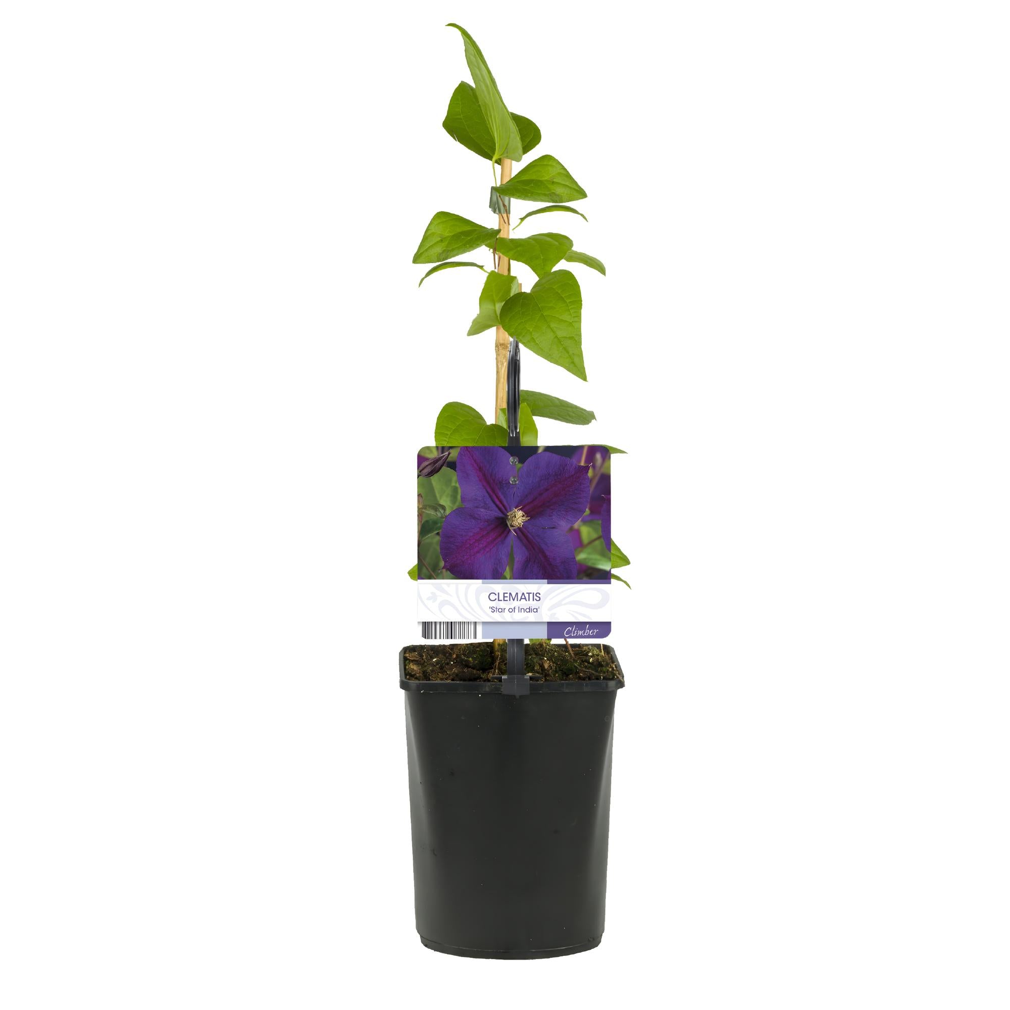 Image of Kletterpflanze Clematis Star of India – Tiefblaue Blüten – 2 Pflanzen – 11cm x H40cm – Pflegeleicht & Winterhart – Ideal für Garten, Balkon & Pergolen-2