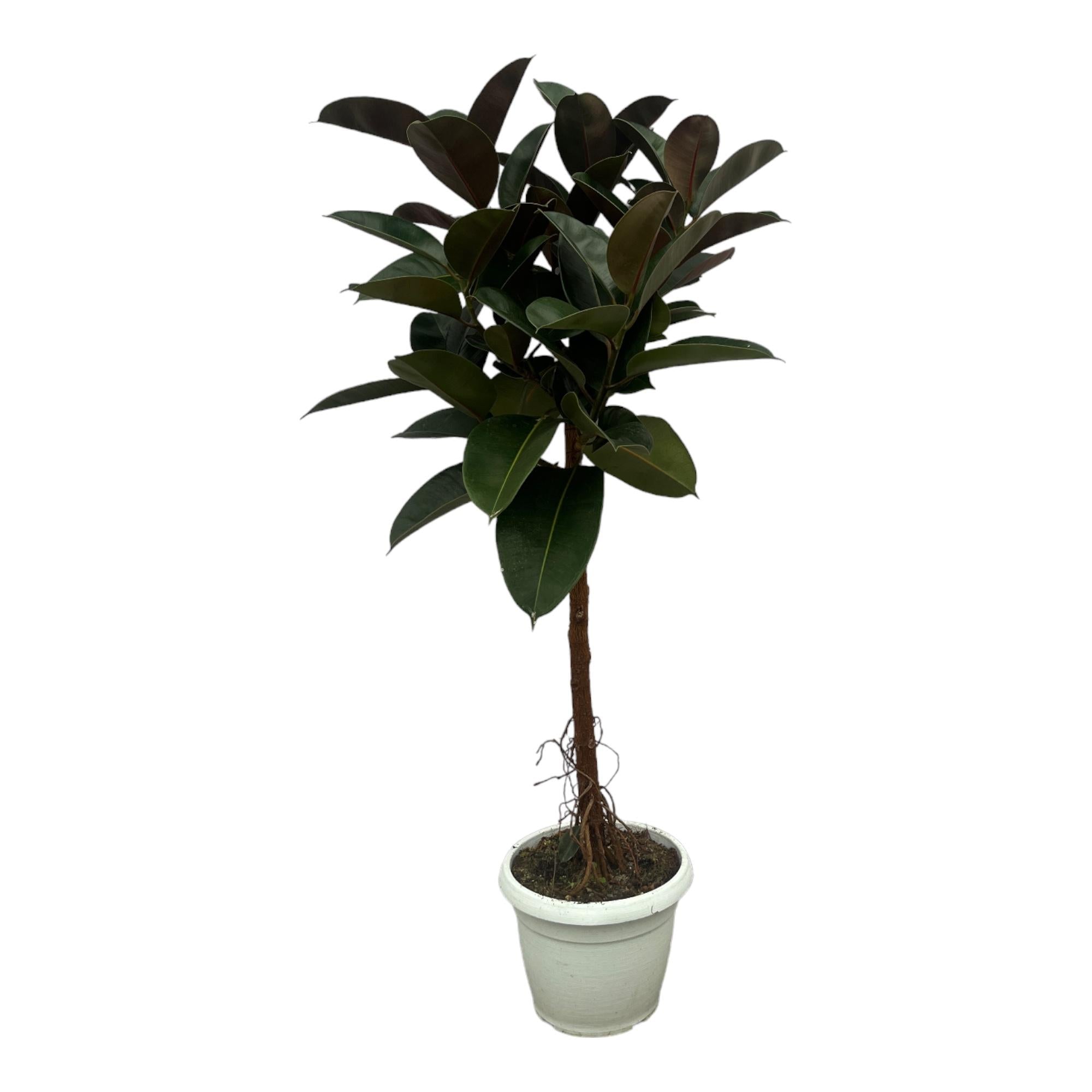 Image of Gummibaum Ficus Elastica Robusta Stamm – Zimmerpflanze 140cm hoch – Ø27cm – Üppige, glänzende Blätter – Pflegeleicht & dekorativ-0