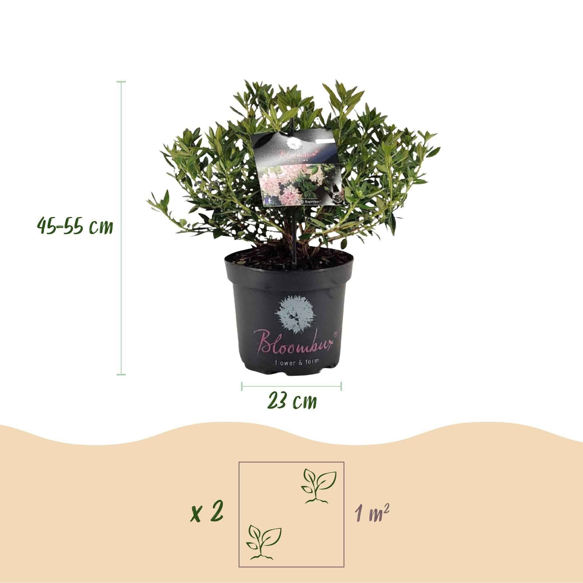 Image of Rhododendron Bloombux Light Pink – Zwerg-Rhododendron als Buchsbaum-Ersatz – Winterharte Gartenpflanze mit hellrosa Blüten – 23cm-2