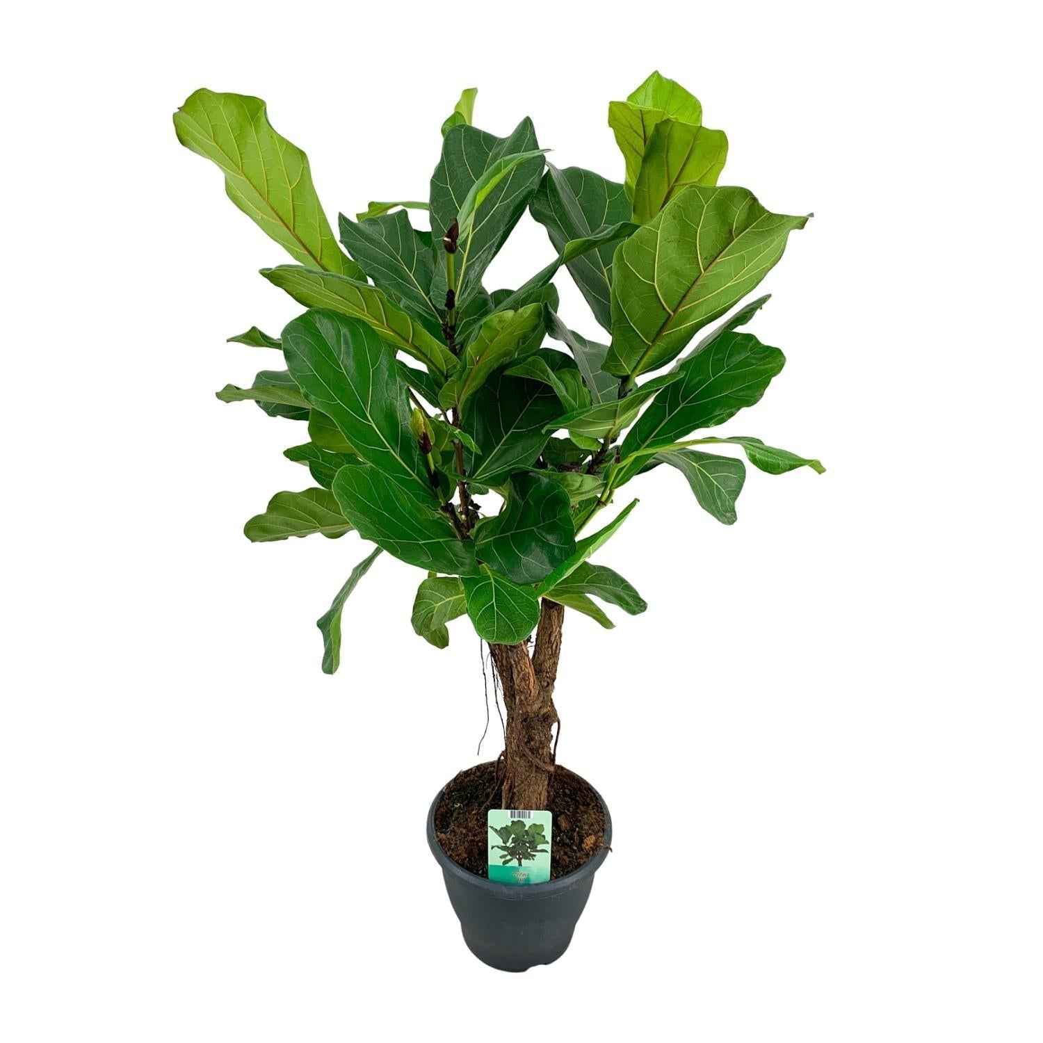 Image of Ficus lyrata – Geigenfeige – Ø26cm ↕100cm – Große pflegeleichte Zimmerpflanze mit glänzenden Blättern für Wohnzimmer & Büro-0