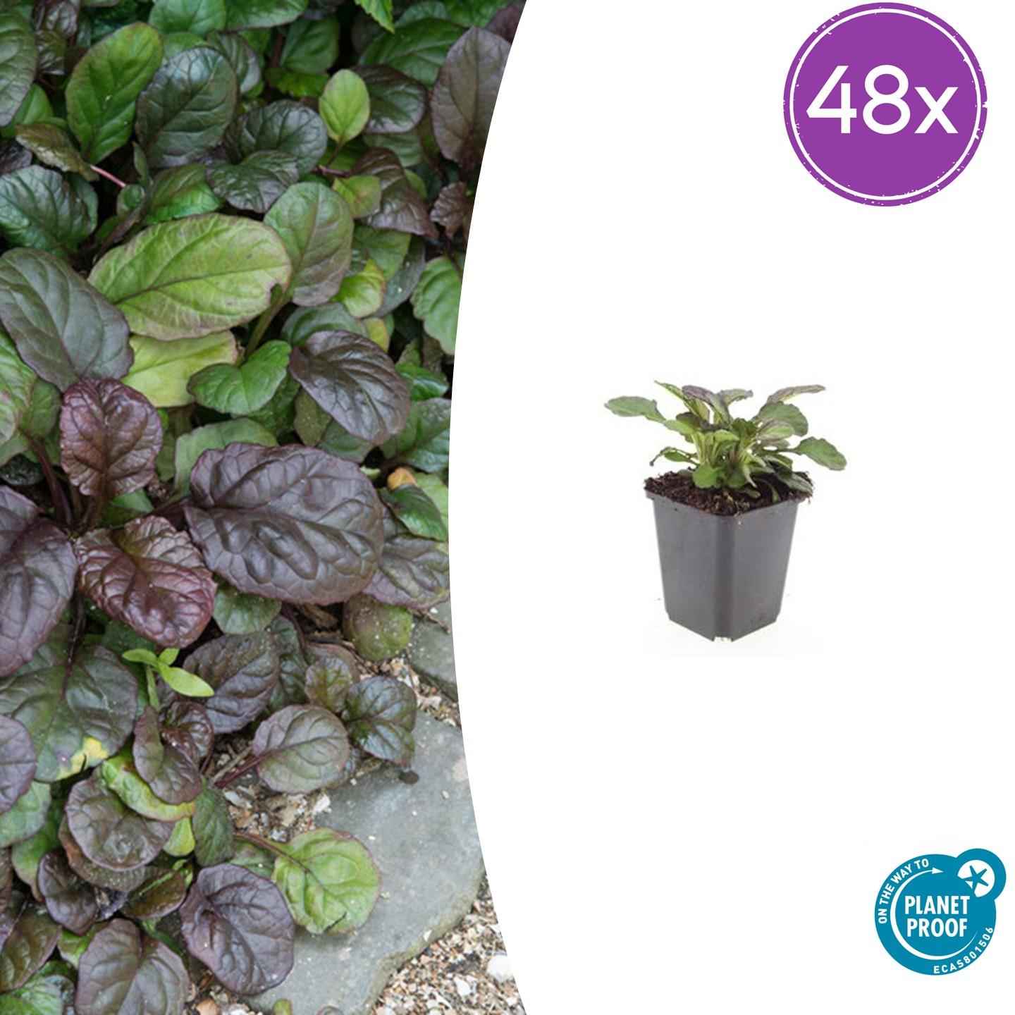 Image of Ajuga reptans 'Catlin's Giant' – 48 Pflanzen – ↕10-25cm – Ø9cm – Bodendecker – Winterhart & Pflegeleicht – Schattentauglich – Bienenfreundlich-1