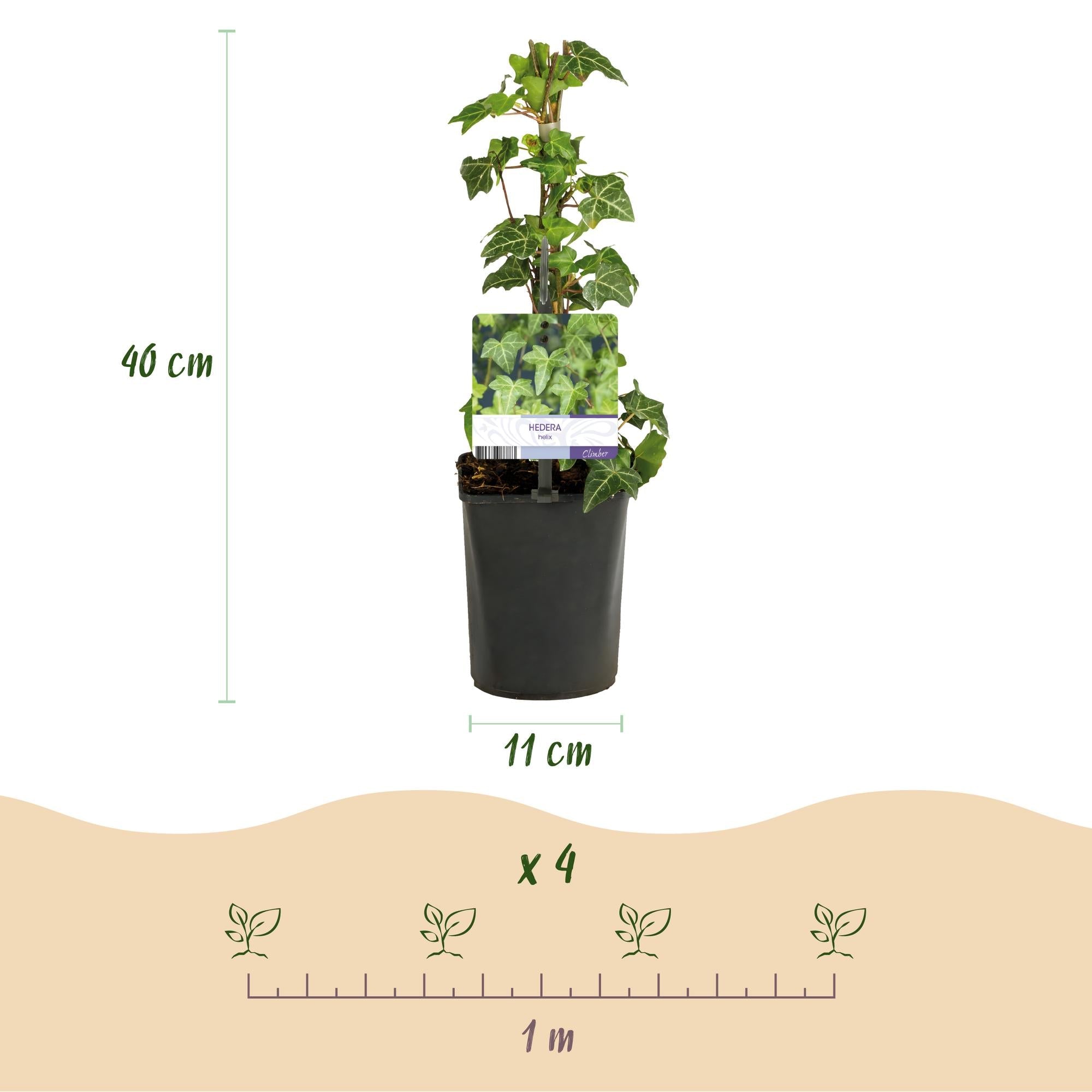 Image of Kletterpflanze Hedera helix – Immergrün – Grüne Blätter – 11cm x H40cm – Pflegeleicht – Für Garten, Balkon & Innenräume-3