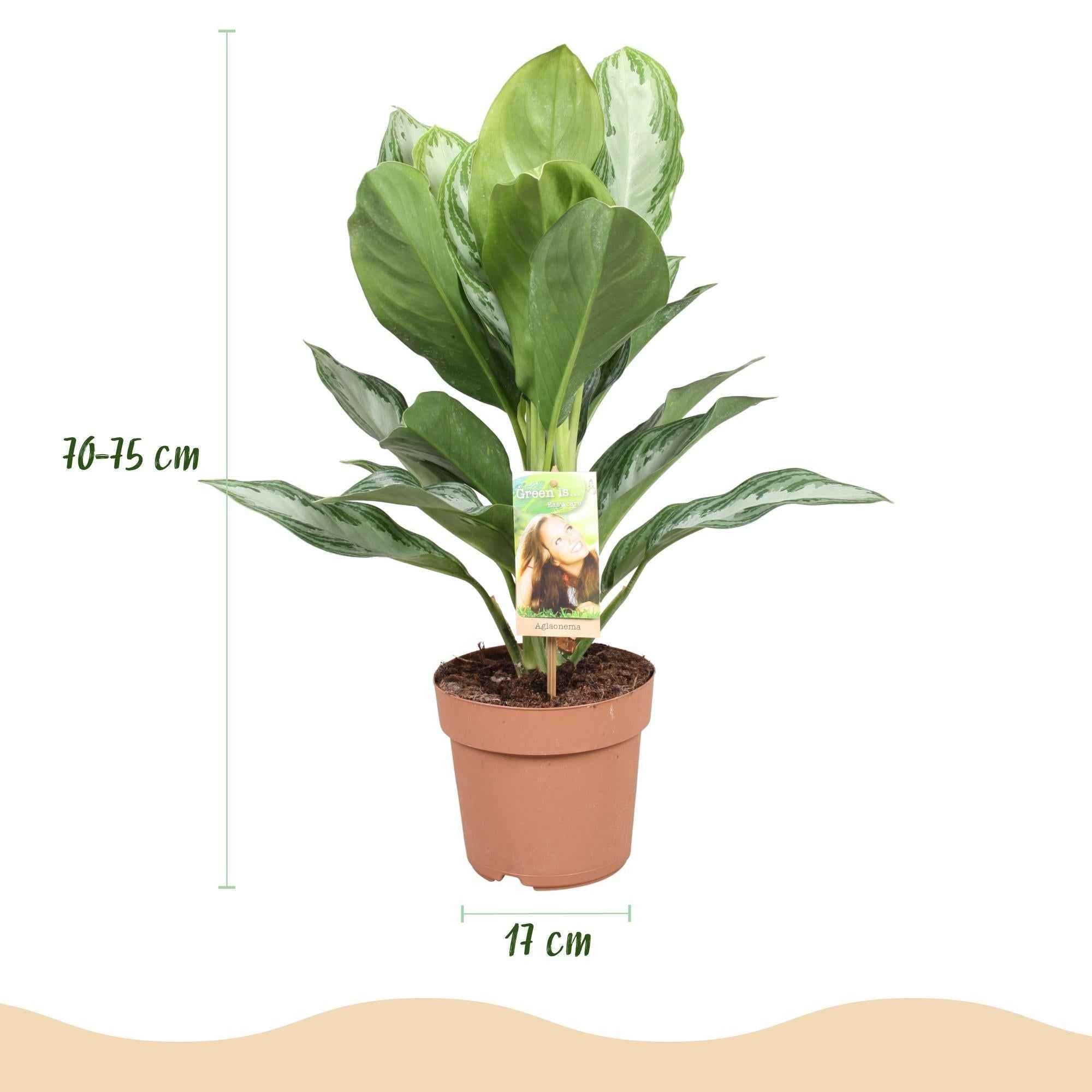 Image of Aglaonema Silver Bay – 17cm – Höhe 70-75cm – Pflegeleichte silber – grüne Zimmerpflanze mit dekorativem Blattmuster für Wohnräume und Büro-2