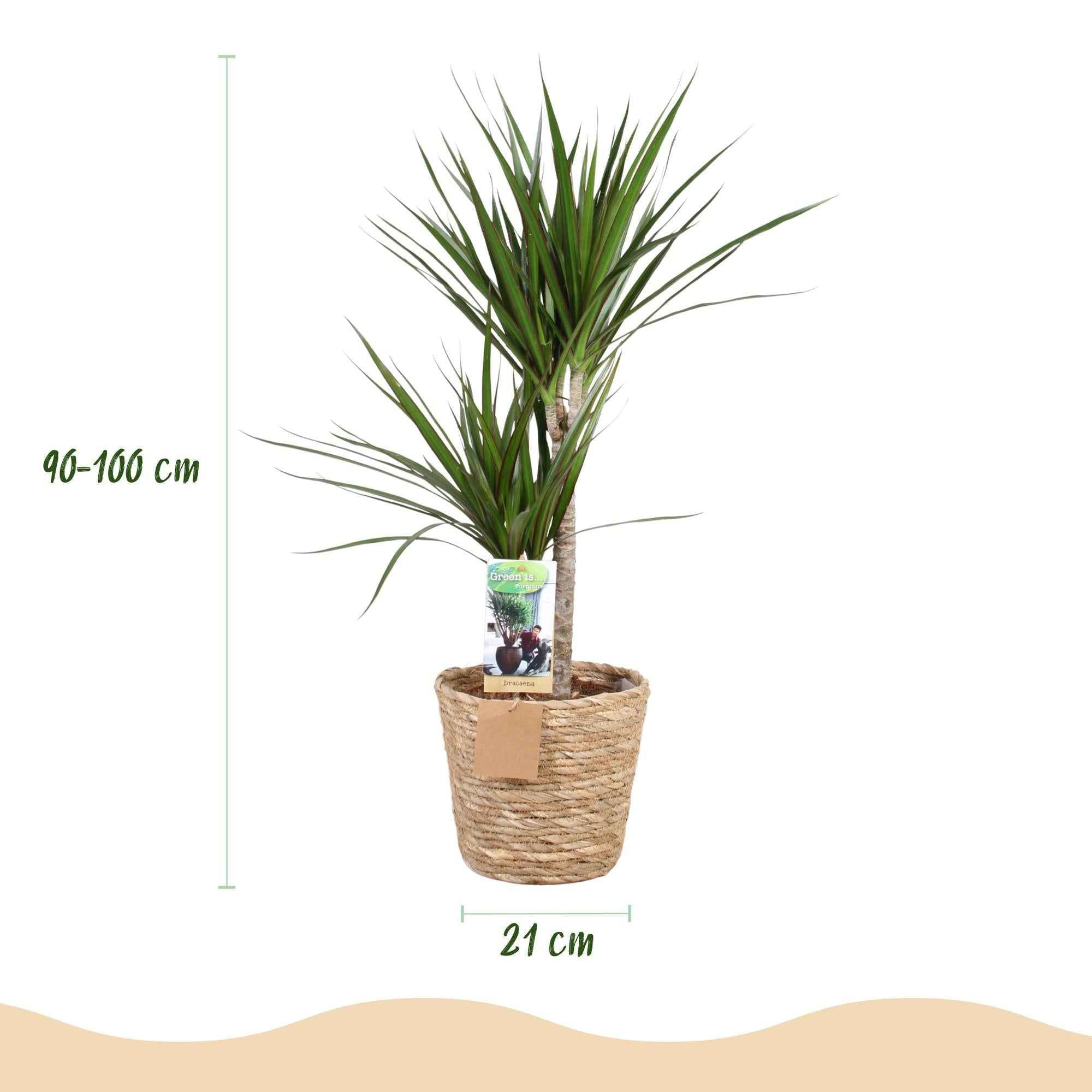 Image of Dracaena Marginata – 90-100cm – 21cm inkl. Naturkorb – Pflegeleichter Drachenbaum – Grün mit rotem Rand-2
