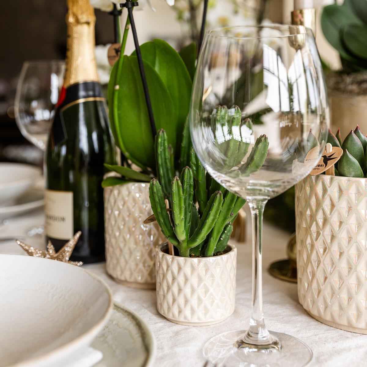 Image of Pflanzen Set mit Zierpflanzgefäßen für Tischdekoration – Elegante Mini Zimmerpflanzen im Topf Ø9cm & Ø6cm – Perfekt für festliche Dinner – Dekoration
