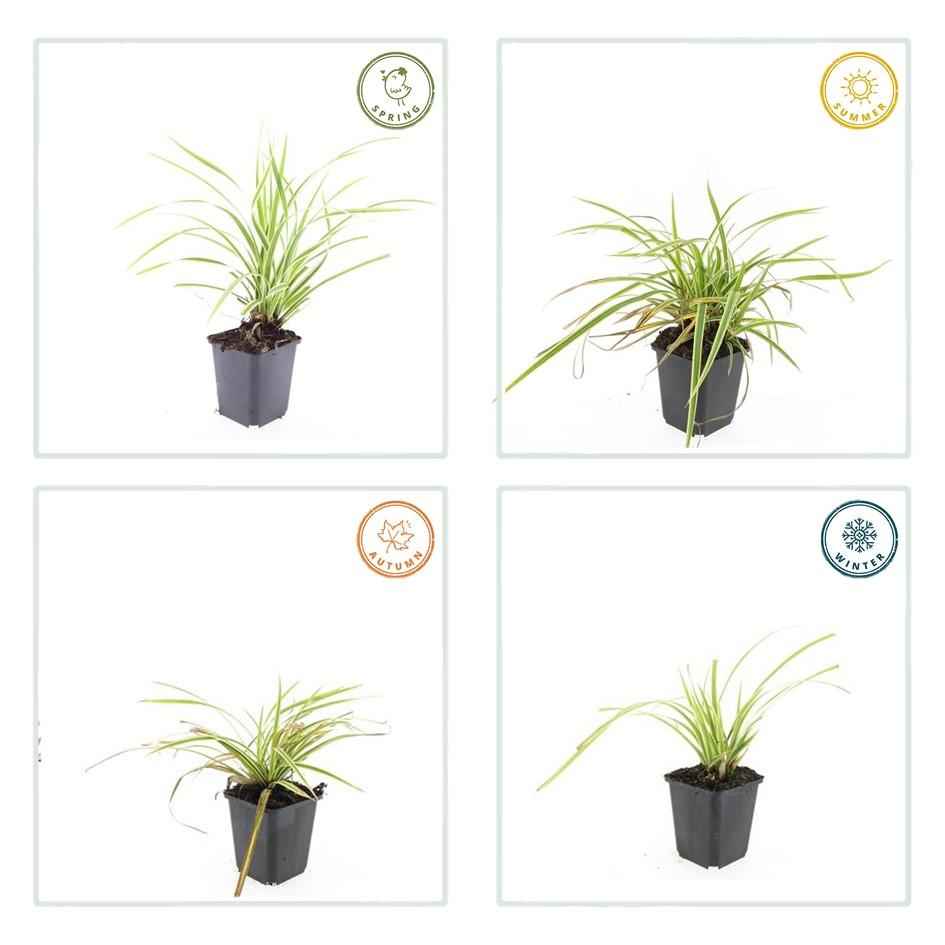 Image of Goldrand Segge Carex morrowii 'Aureovariegata' – ↕10-25cm – Ø9cm – 60 Pflanzen – Immergrünes Ziergras – Gelb-grüne Panaschierung – Schattentauglich – Für Beete, Rabatten & Kübel-3