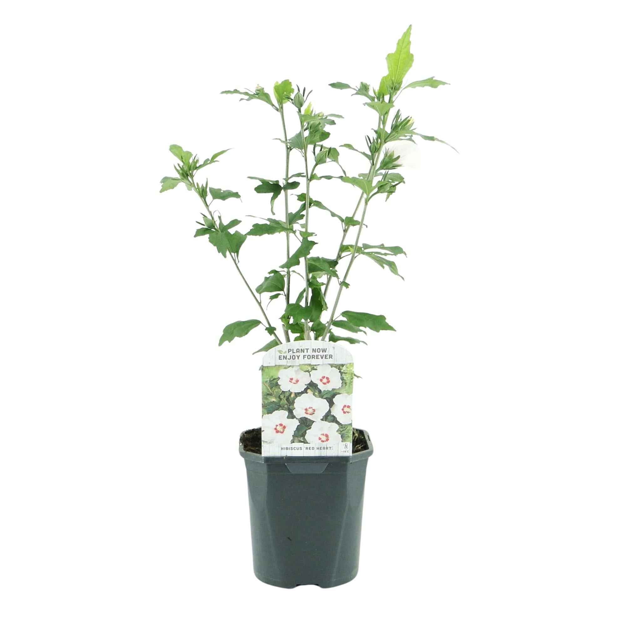 Image of Garteneibisch Hibiscus syriacus Red Heart – Blüte Weiß mit Rotem Herzen – Strauch – Wenig Pflege – 17cm x H45cm – Sommerblüher & Bienenfreundlich-3