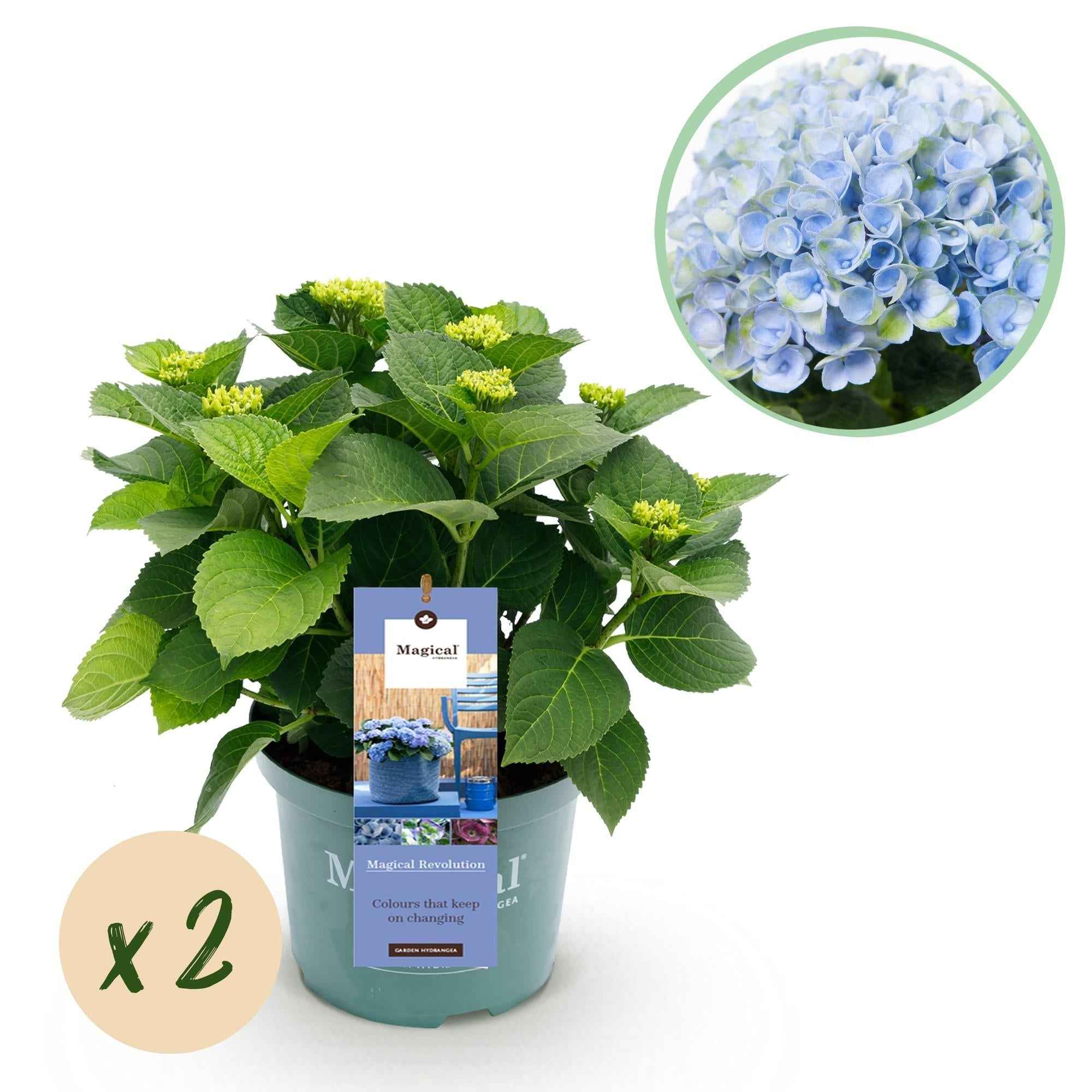 Image of Hydrangea macrophylla Magical Revolution Blue – Blaue Gartenhortensie – 2 Pflanzen im Topf 23cm – Höhe 55cm – 6-10 Blüten – Balkonpflanze