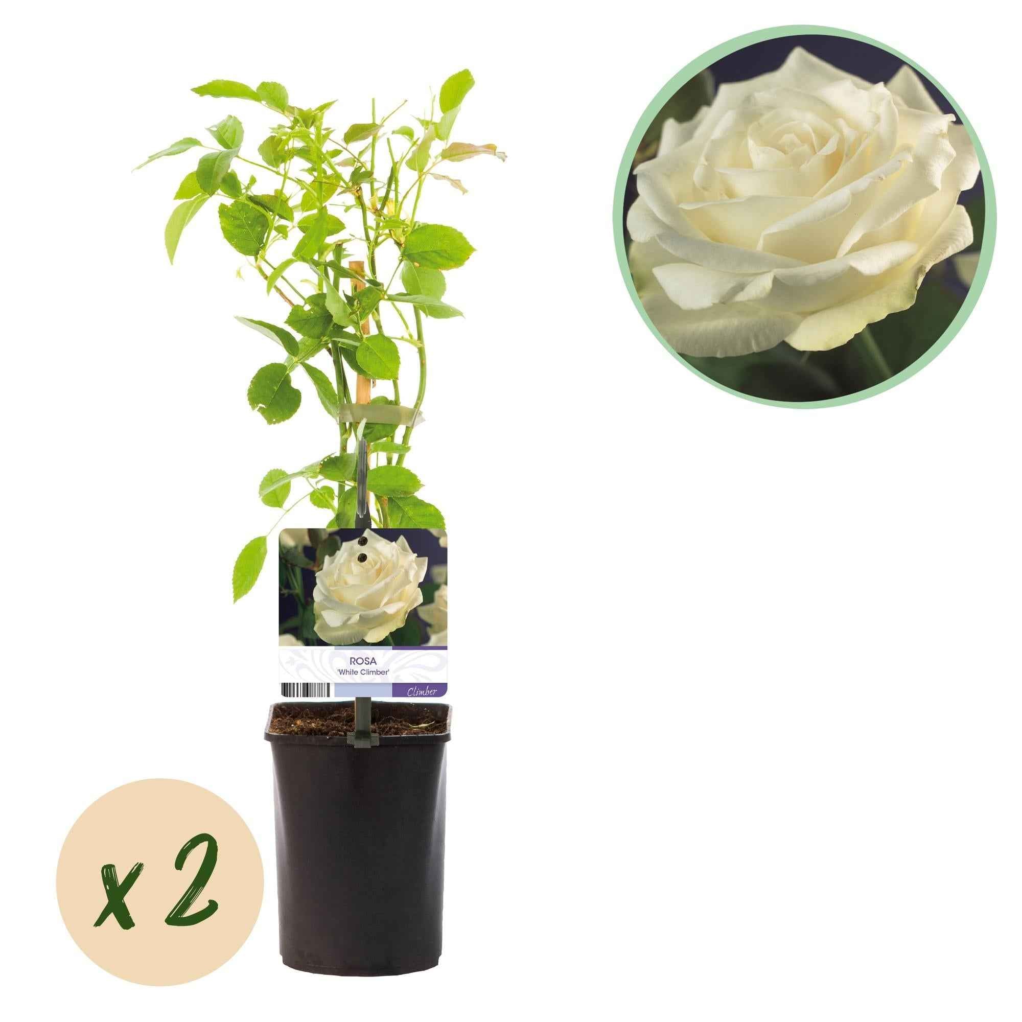 Image of Kletterrose – Rosa White Climber – Blüte Weiß – 2 Pflanzen – Wenig Pflege – 11cm – Höhe ca. 40cm-0