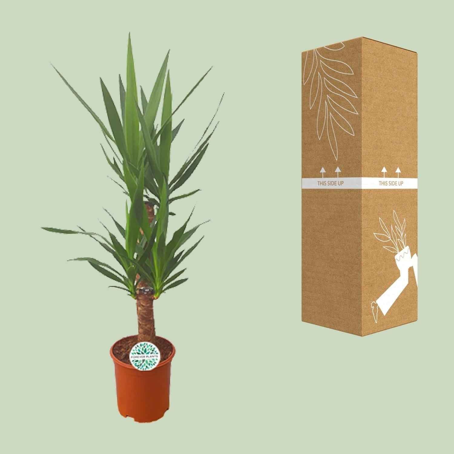 Image of Palmlilie Yucca – 90cm Ø21cm – Pflegeleichte Zimmerpflanze mit schwertförmigen Blättern – Robuste Grünpflanze für helle & halbschattige Standorte-2