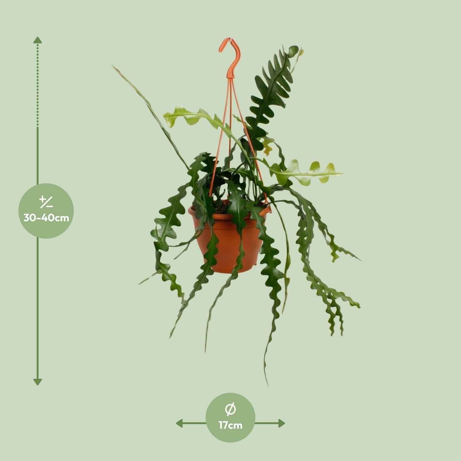 Image of Fischgrätenkaktus – Epiphyllum anguliger – Zimmerpflanze - 35 cm – Ø17 cm – Hängepflanze mit gezackten Blättern – Exotisch & pflegeleicht