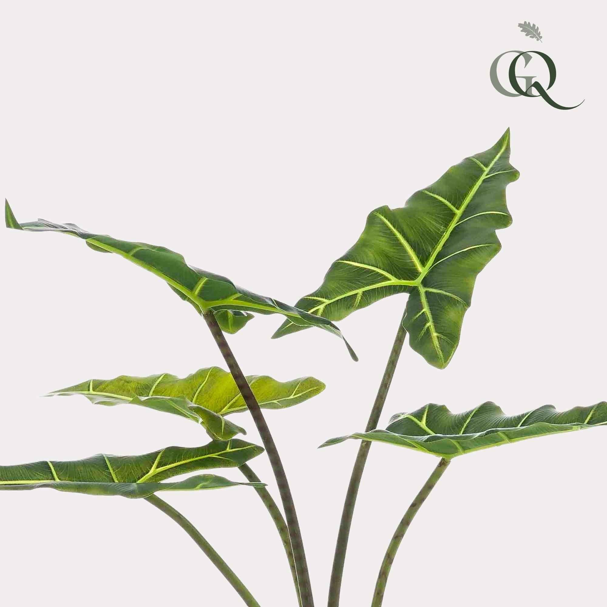 Image of Kunstpflanze Alocasia Frydek – 80cm – künstliche Zimmerpflanze mit naturgetreuen Blättern – Immergrün & pflegeleicht – Dekopflanze für Zimmer & Büro