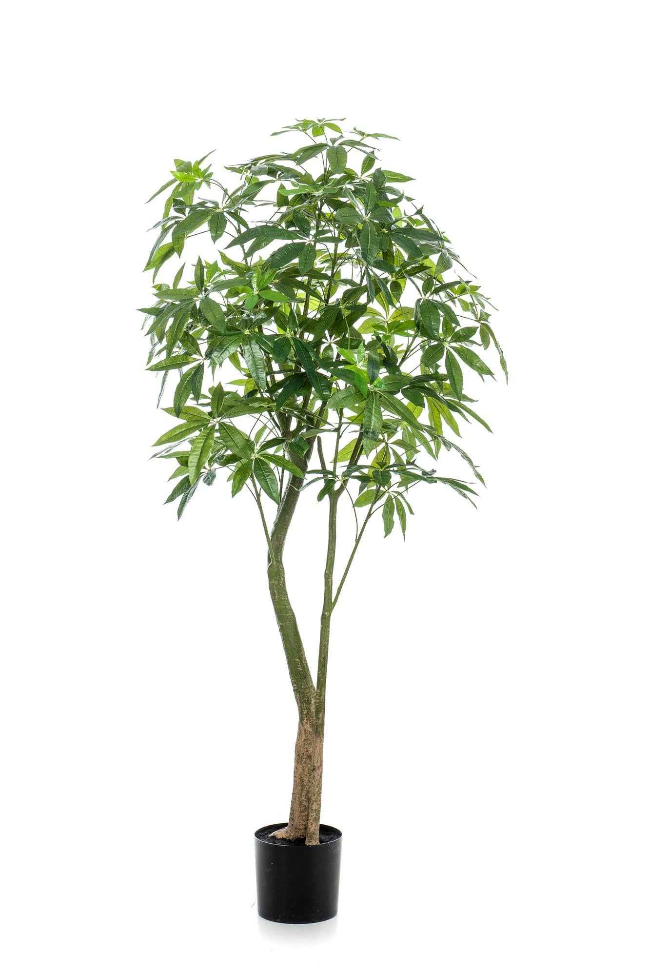 Image of Kunstpflanze Pachira Aquatica – Glückskastanie 180cm – Täuschend echt mit glänzenden Blättern & Doppelstamm