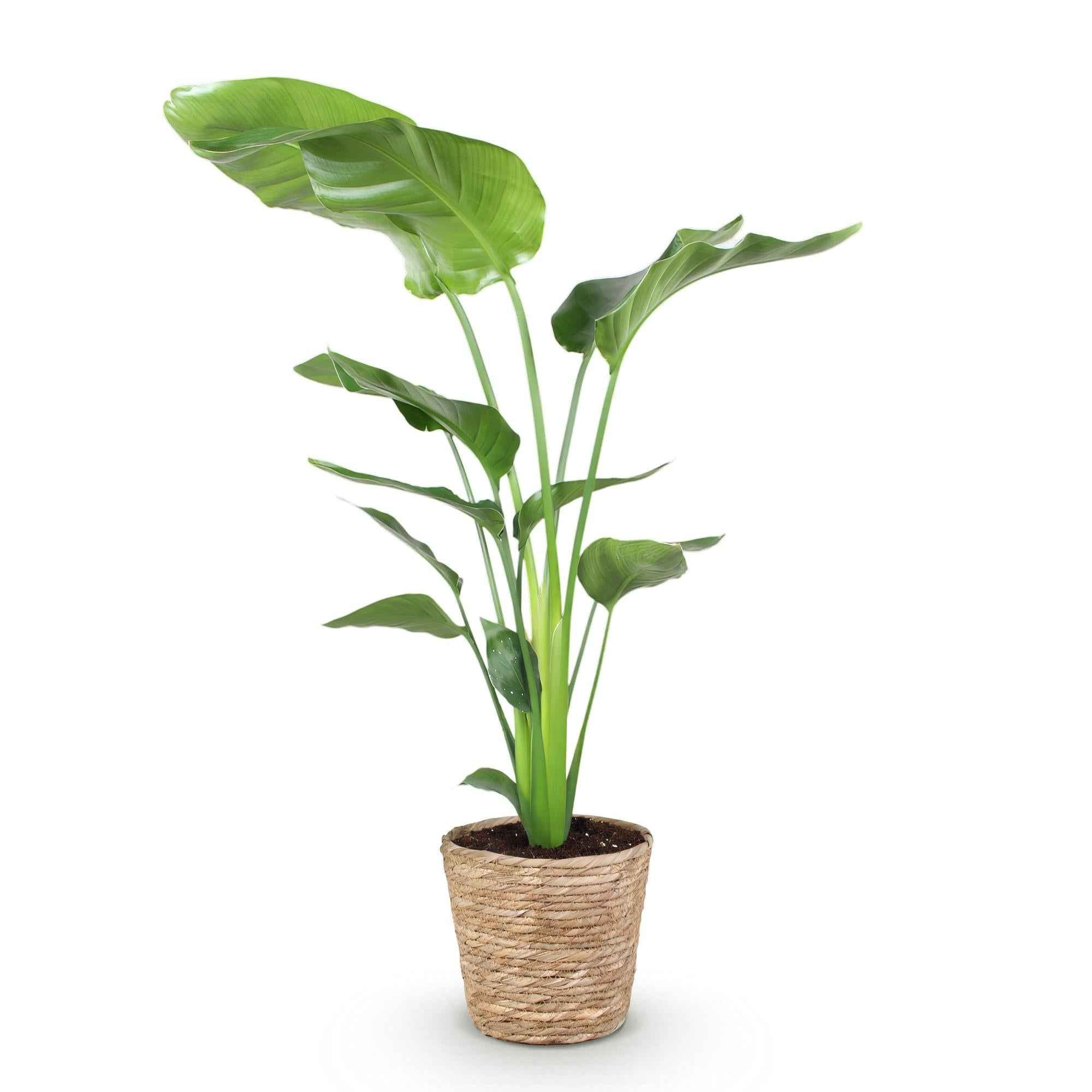 Image of Baum – Strelitzie Strelitzia nicolai – Große pflegeleichte Paradiesvogelblume im dekorativen Korb – 21cm – Höhe 110-120cm – Tropische Grünpflanze-0