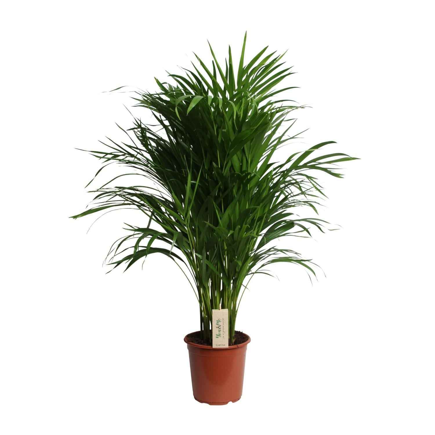 Image of Dypsis Lutescens – Areca Palme – Höhe ca. 100cm – Ø21cm – Elegante Zimmerpalme mit gefiederten Blättern – Luftreinigende & pflegeleichte Grünpflanze für Wohnzimmer, Büro & Wintergarten