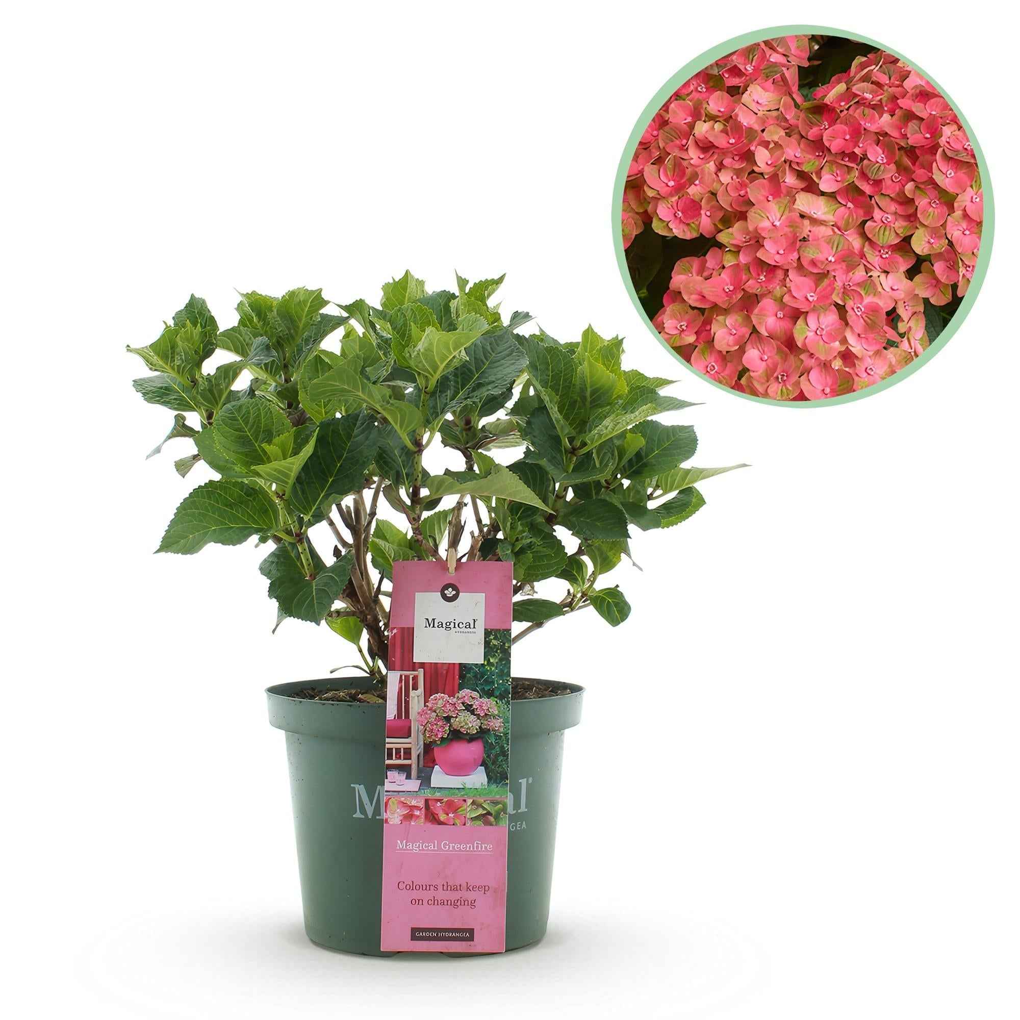 Image of Hortensie Magical Green Fire – Hydrangea macrophylla – Rosa – Grün – Balkonpflanze – Im 23cm Topf – Ca. 55cm hoch – 6-10 Blüten – Pflegeleicht-0