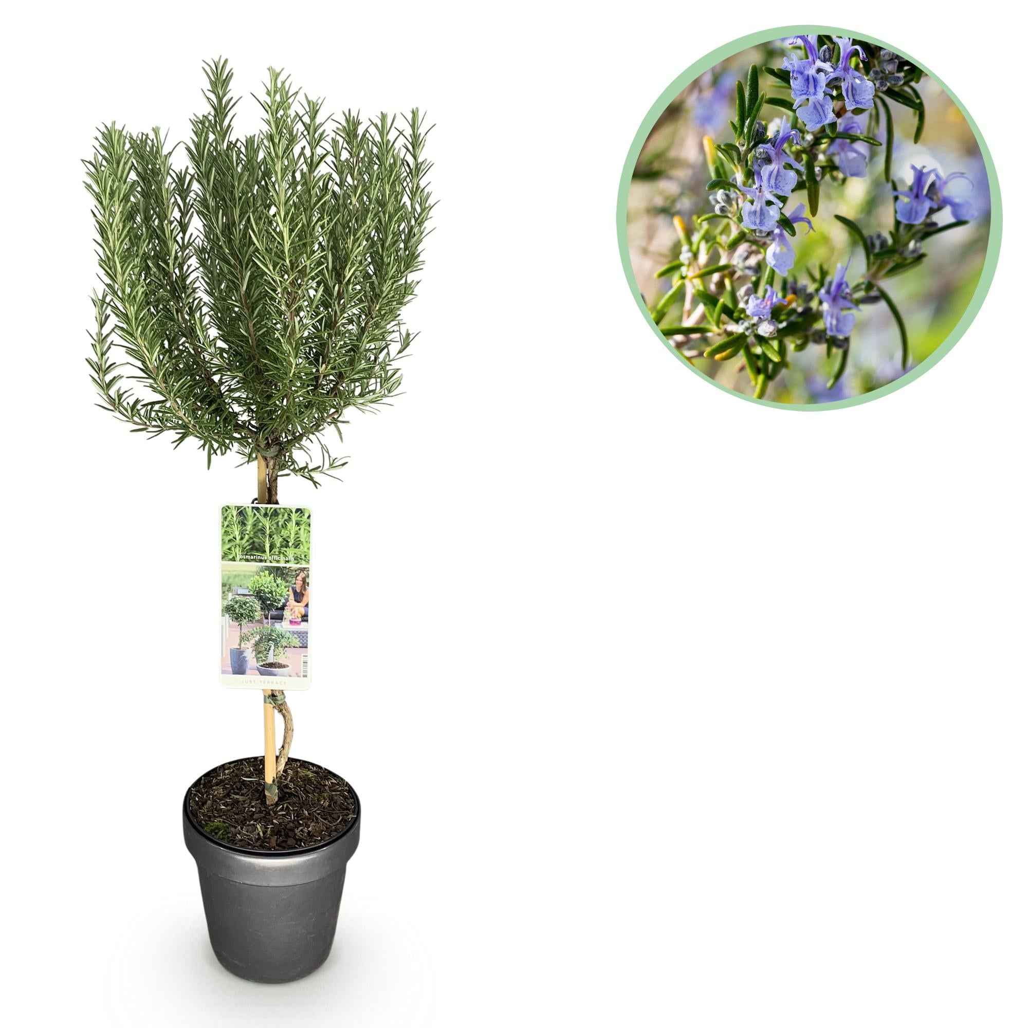 Image of Rosmarin Rosmarinus officinalis – 19cm Höhe ca.90cm – Immergrün & winterhart – Lila Blüte – Aromatische Kräuterpflanze-0