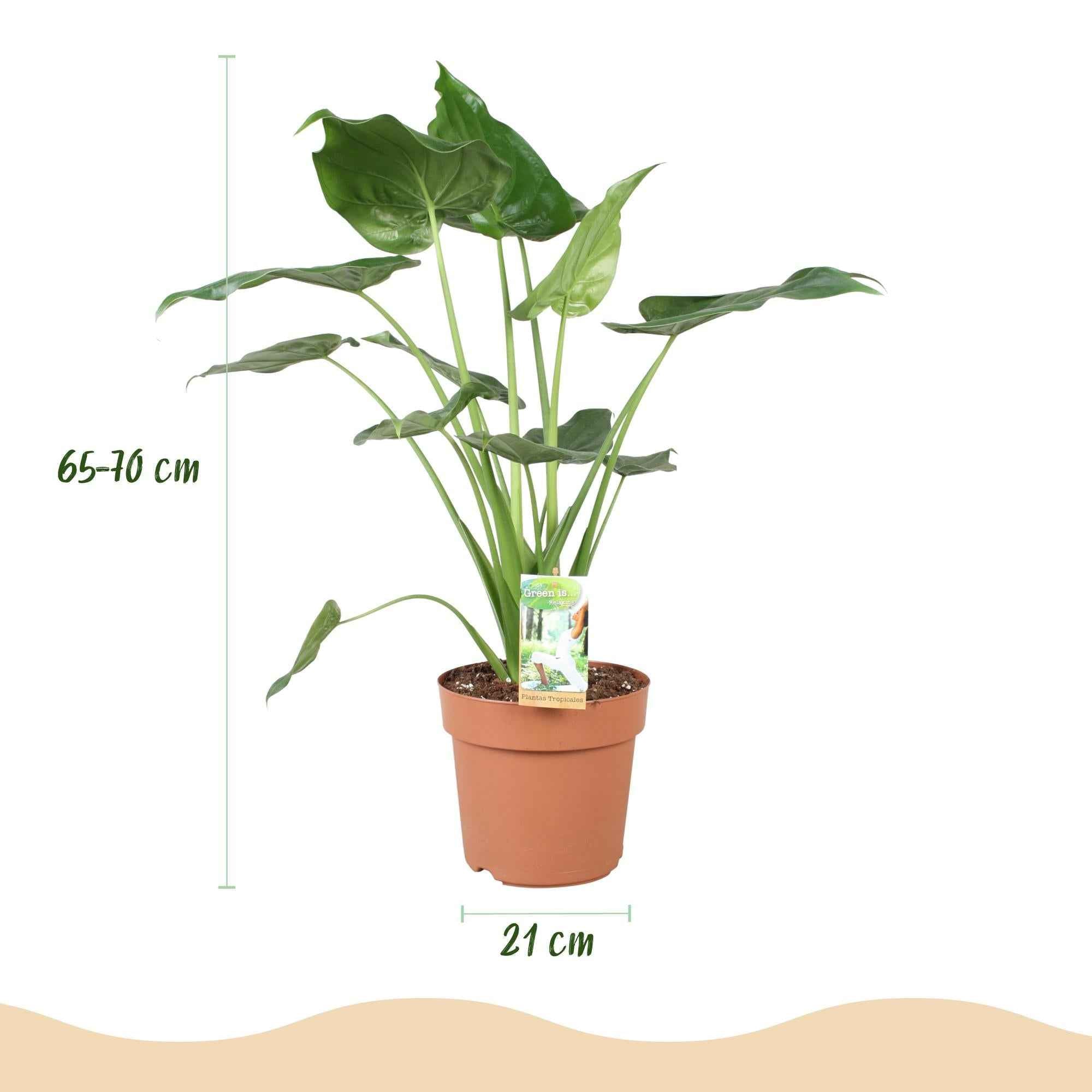 Image of Alocasia Cucullata Buddhas Hand – 21cm – Höhe 65-70cm – Pflegeleichte grüne Zimmerpflanze mit herzförmigen Blättern für exotische Innenräume-2