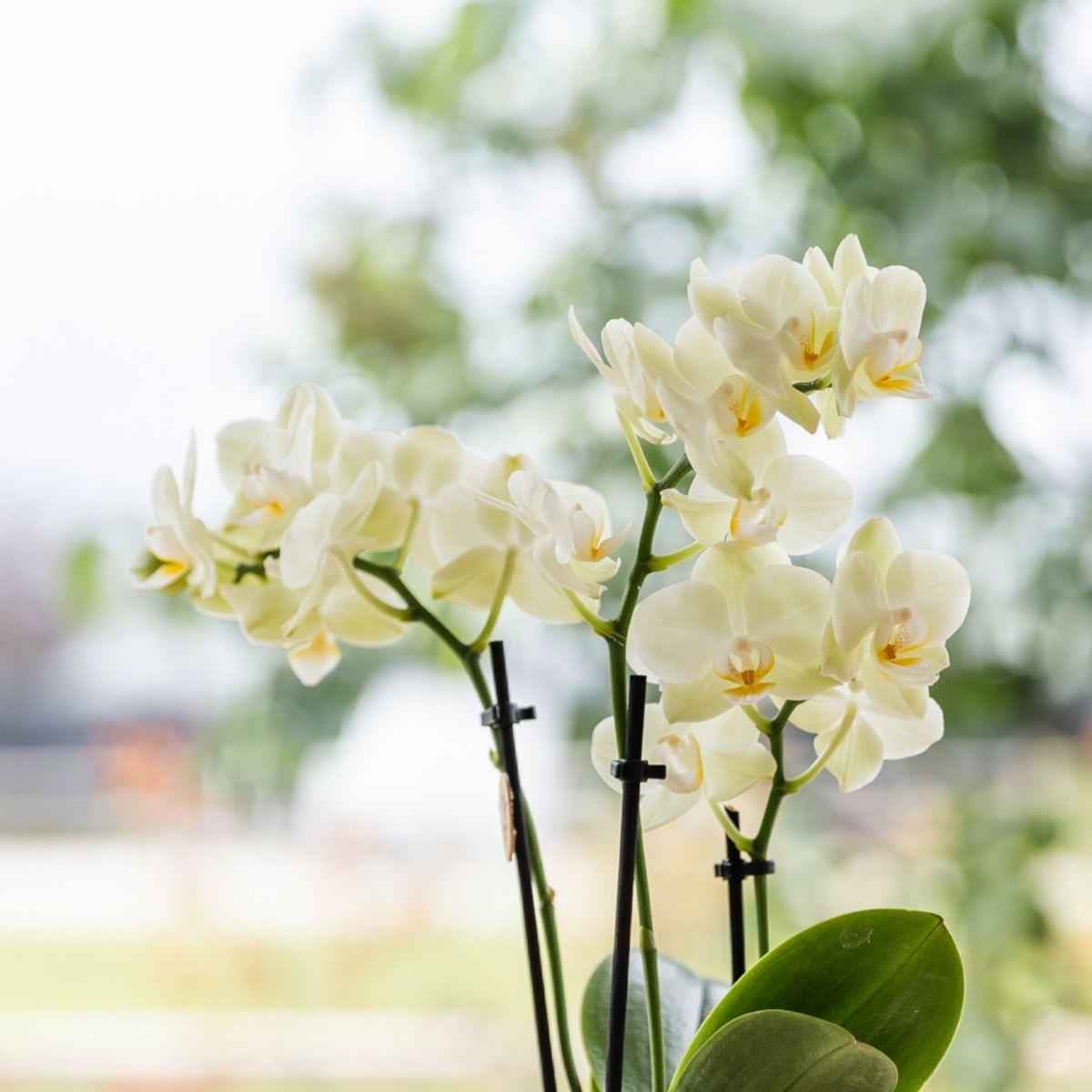 Image of Gelbe Orchidee Mexico im hellblauen Floral Ziertopf Ø9cm – Zimmerpflanze mit 2-3 Zweigen-2