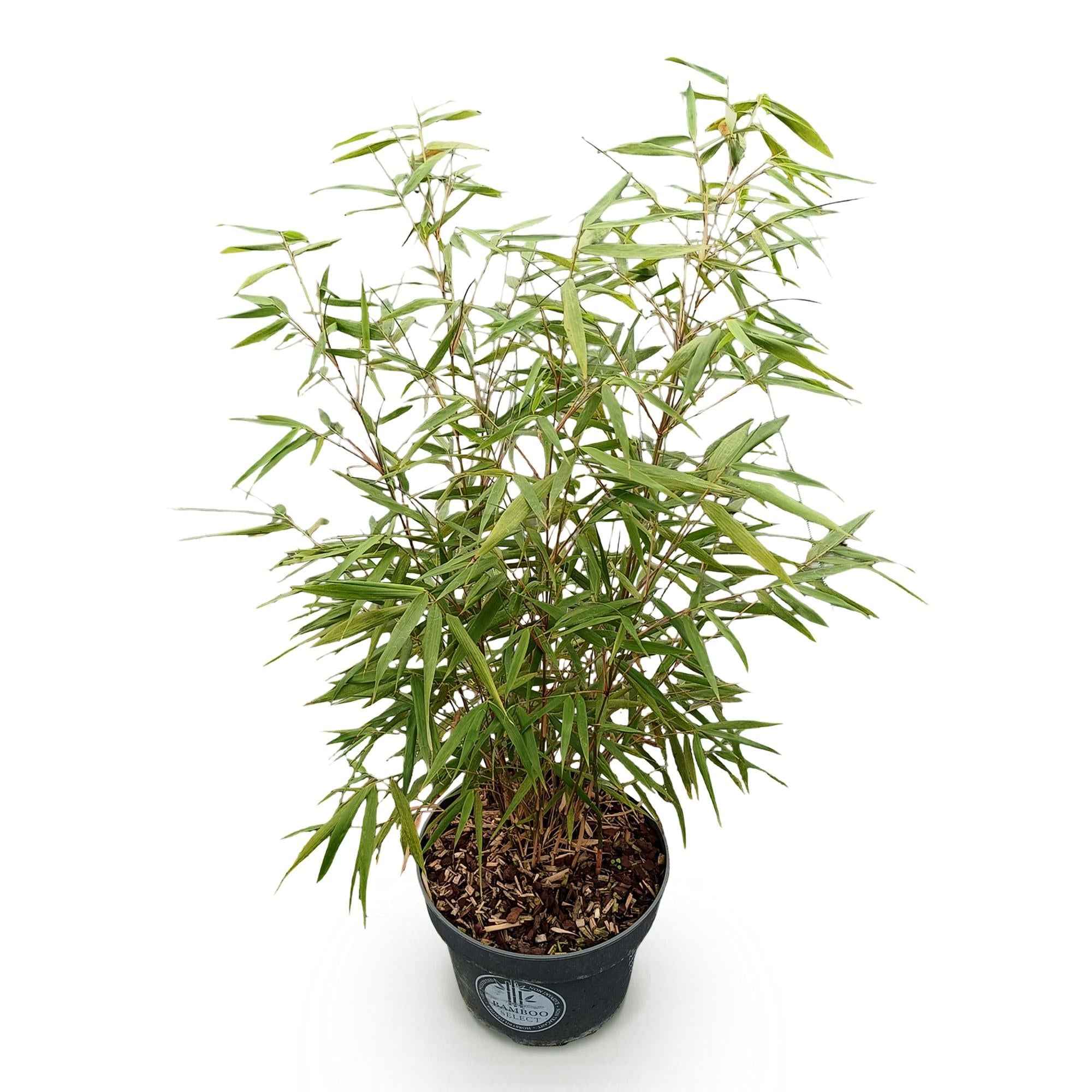 Image of Bambus Fargesia scabrida Asian Wonder, nicht ausbreitender immergrüner Gartenbambus, grüne Sichtschutz Pflanze für Hecke, Kübel, Terrasse und-1