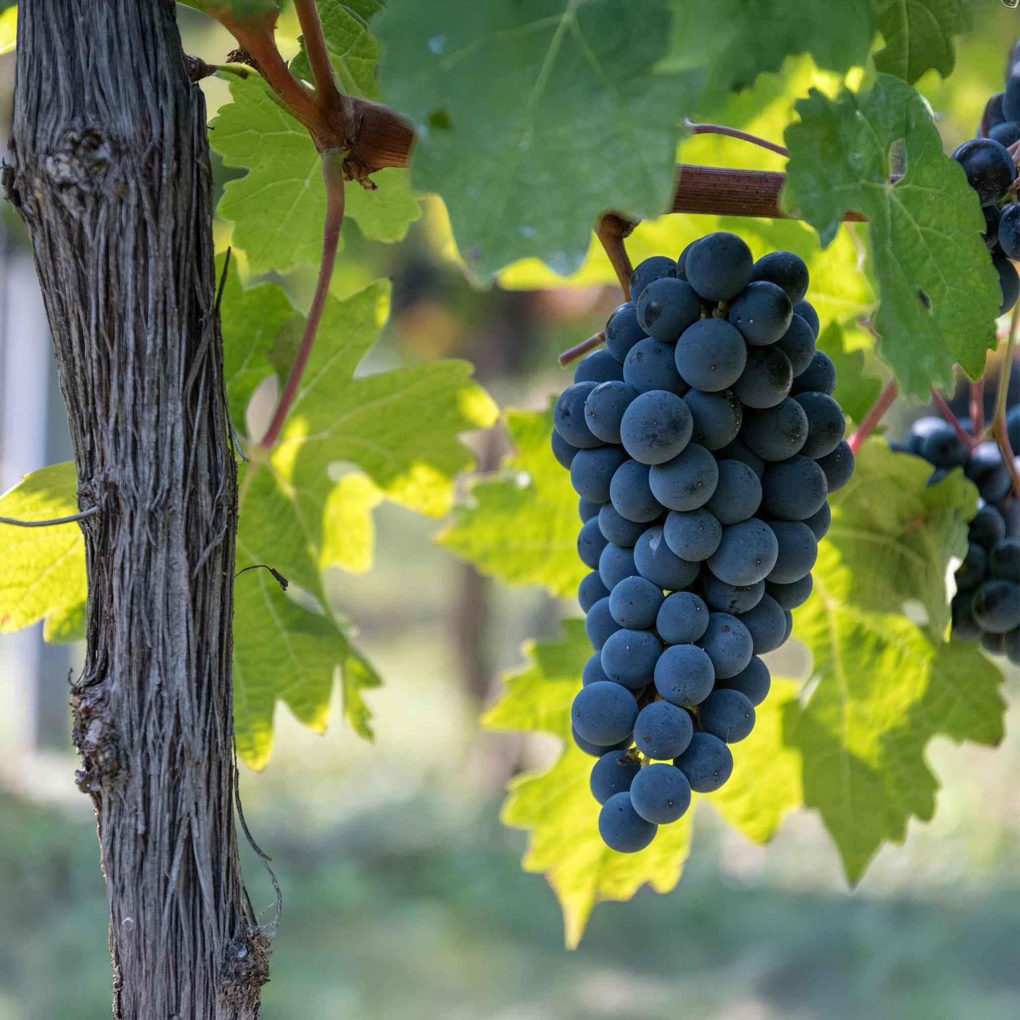 Image of Weinrebe Vitis vinifera Boskoop Glory – Blaue Traube – 2 Pflanzen – Obstpflanze – 15cm – Höhe 50cm-0