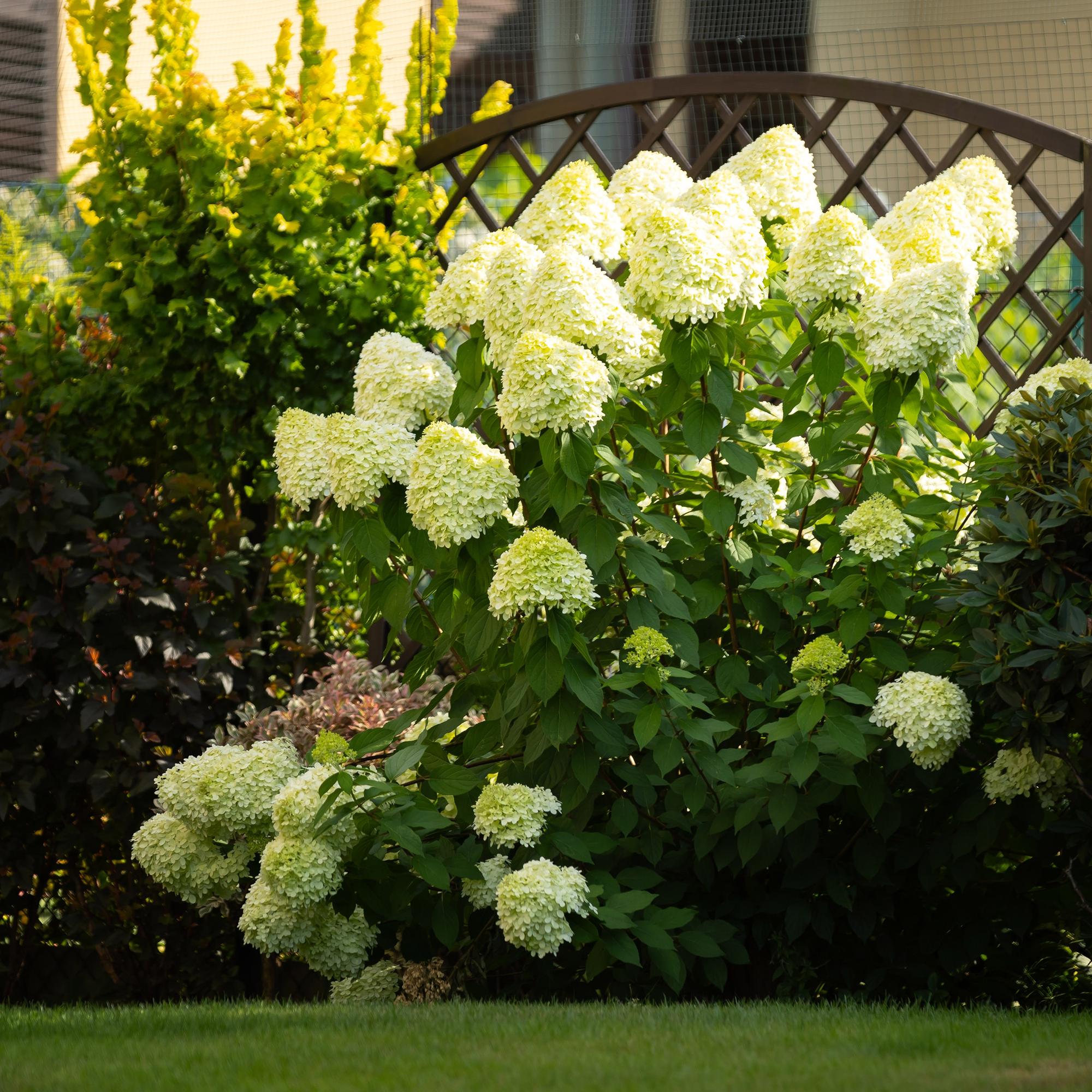 Image of Rispenhortensie – Hydrangea panniculata Limelight – Blüte Limonengrün – Cremeweiß – Laubabwerfend – Große Blüten – 17cm – Höhe ca. 50cm-4