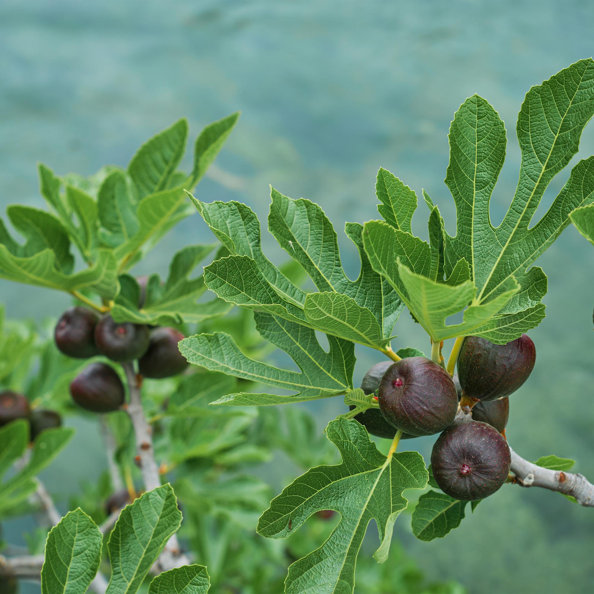 Image of Feigenbaum Ficus carica 'Brown Turkey' – Stamm – Pflanze – Höhe ca. 90cm – Ø19cm – Obstpflanze für Terrasse & Garten – Essbare Früchte-3