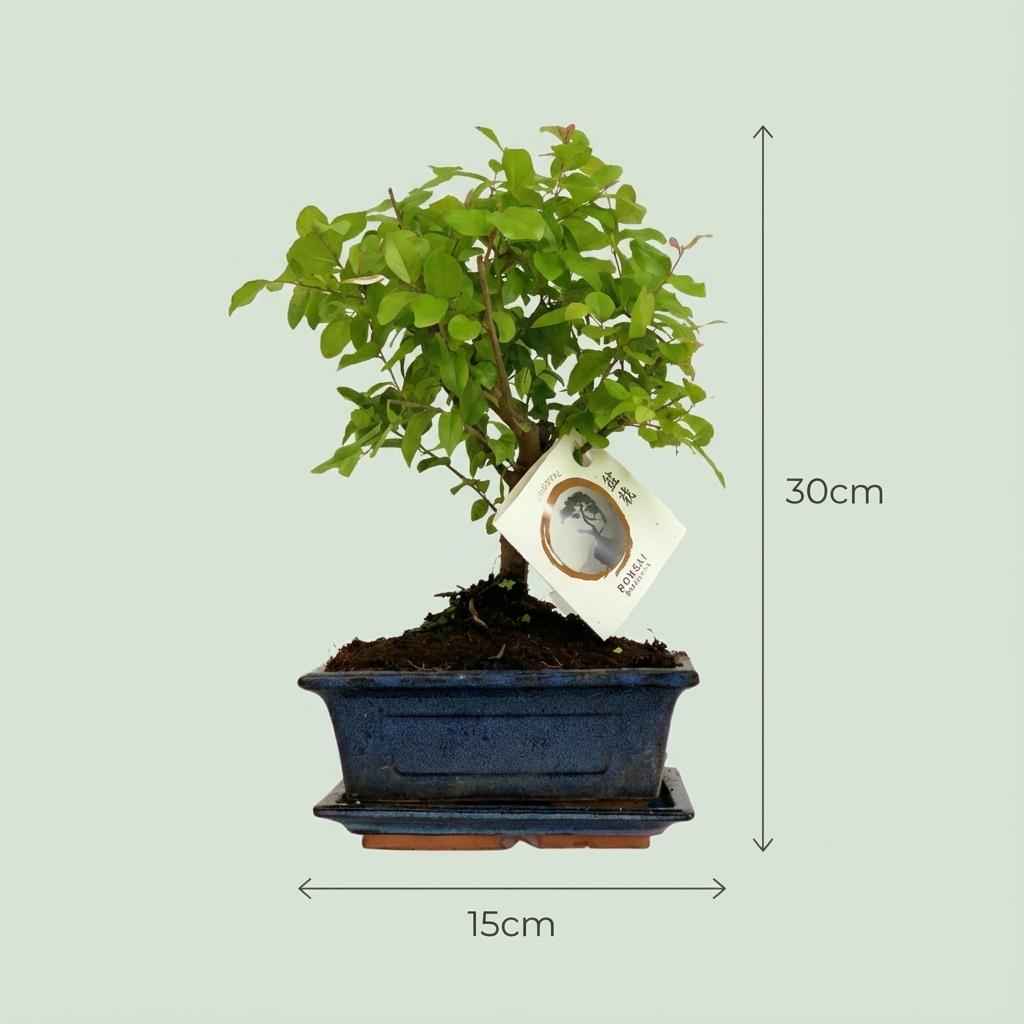 Image of Bonsai Baum mit kugelförmiger Krone Höhe 25-30cm – Klassischer Miniaturbaum in dekorativer Keramikschale – Elegante Zimmerpflanze für Wohnraum & Büro-3