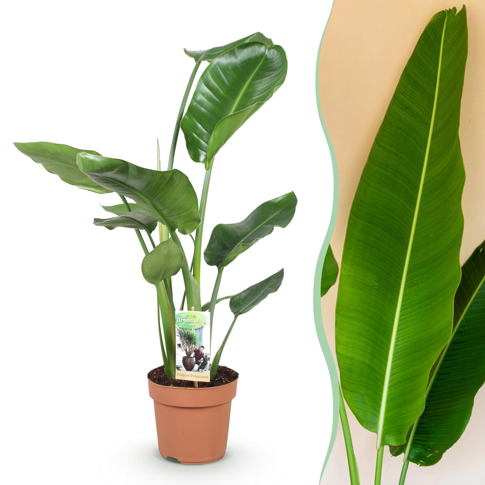 Image of Baum – Strelitzie Strelitzia Nicolai – 70-90cm – 17cm – Pflegeleichte Paradiesvogelblume – Tropische Zimmerpflanze mit großen grünen Blättern-1