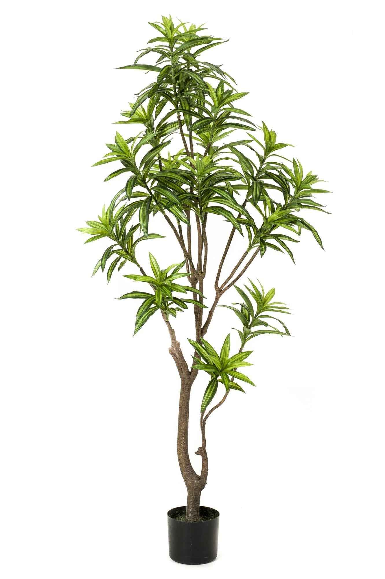 Image of Kunstpflanze Dracaena – Drachenbaum 155cm – Täuschend echt mit zweifarbigen Blättern – Pflegefreier Kunstbaum für Wohnung & Büro