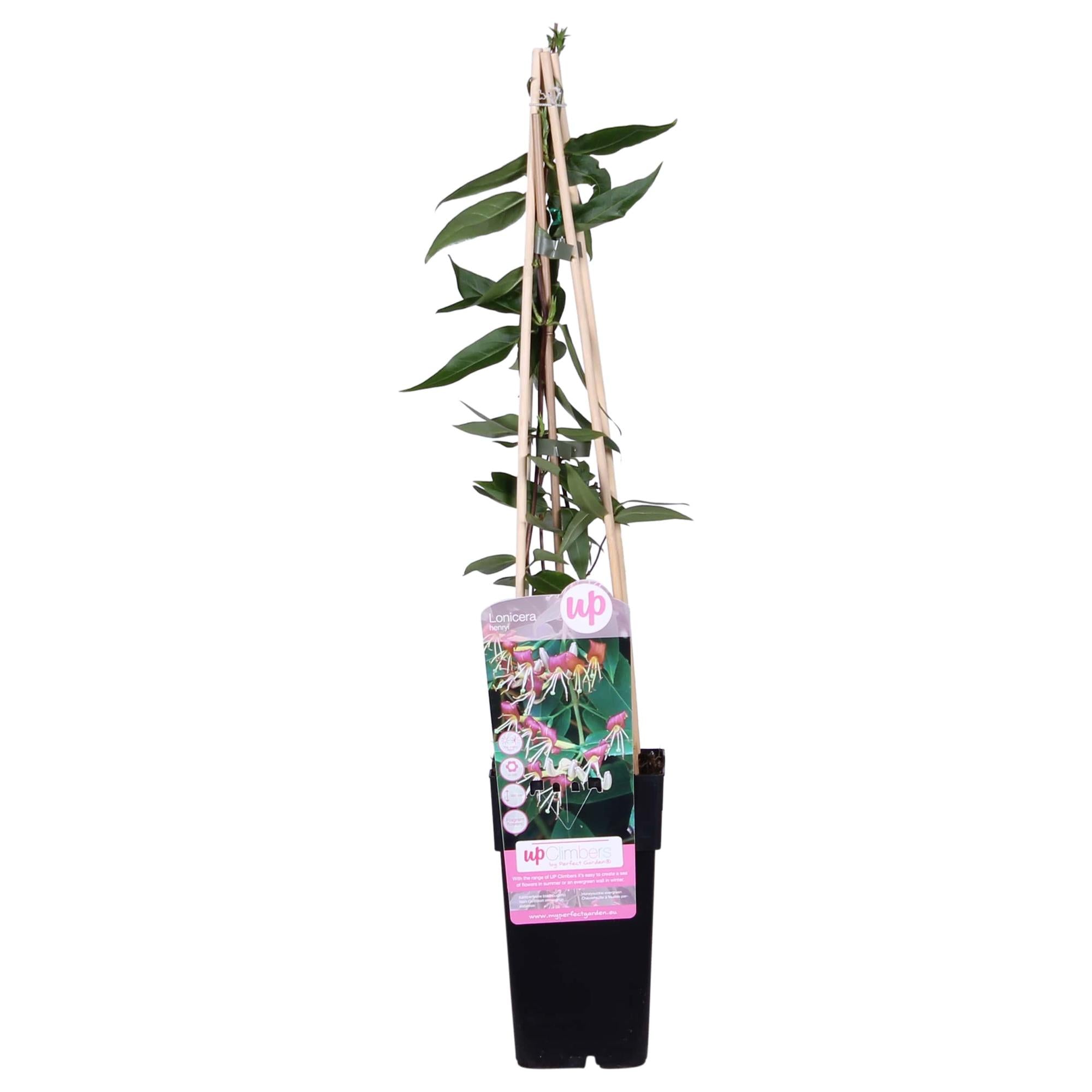 Image of Geißblatt – Lonicera henryi – Immergrüne Kletterpflanze – Ø15cm – Höhe 65cm – Duftende Blüten für Garten, Terrasse & Balkon-0