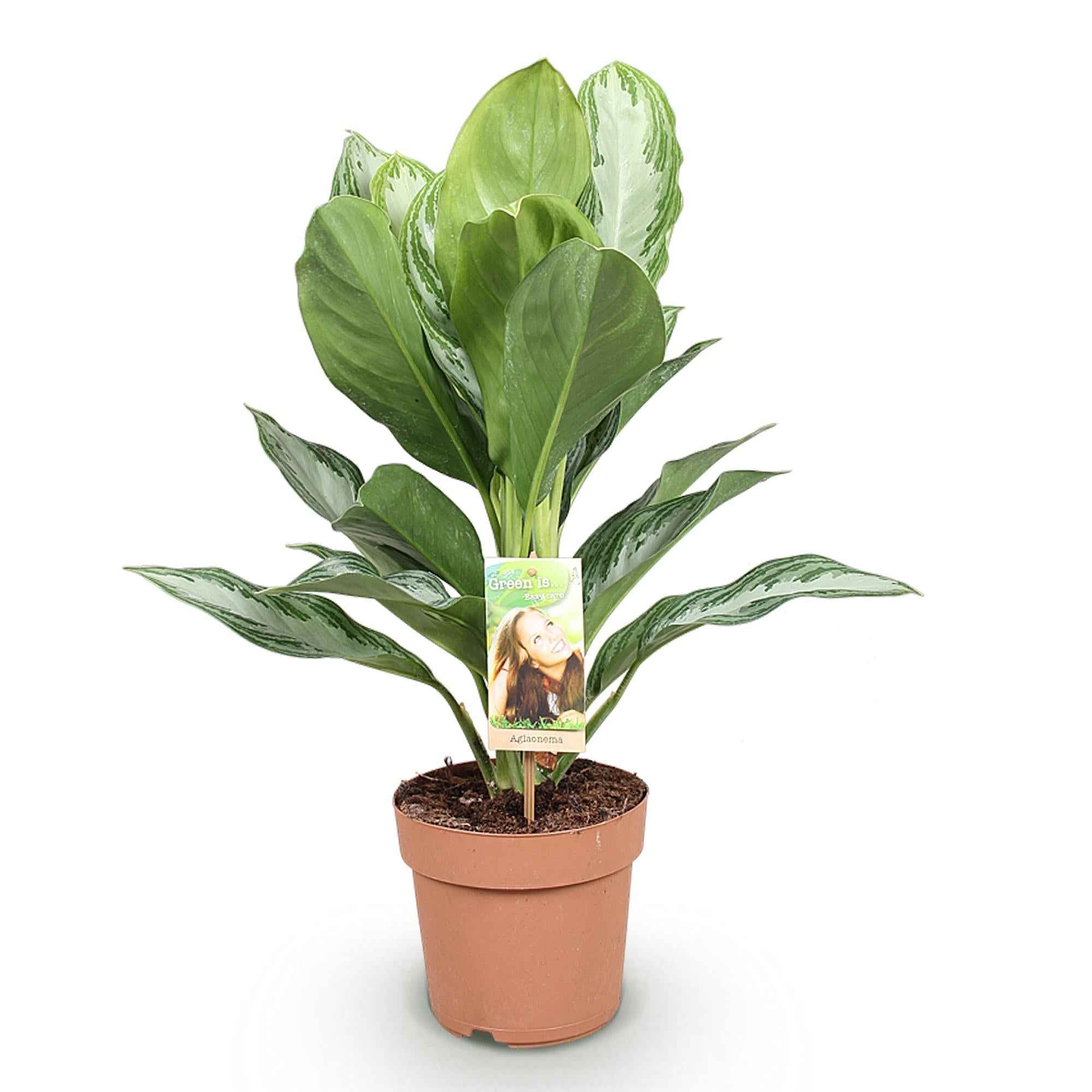 Image of Aglaonema Silver Bay – 17cm – Höhe 70-75cm – Pflegeleichte silber – grüne Zimmerpflanze mit dekorativem Blattmuster für Wohnräume und Büro-0