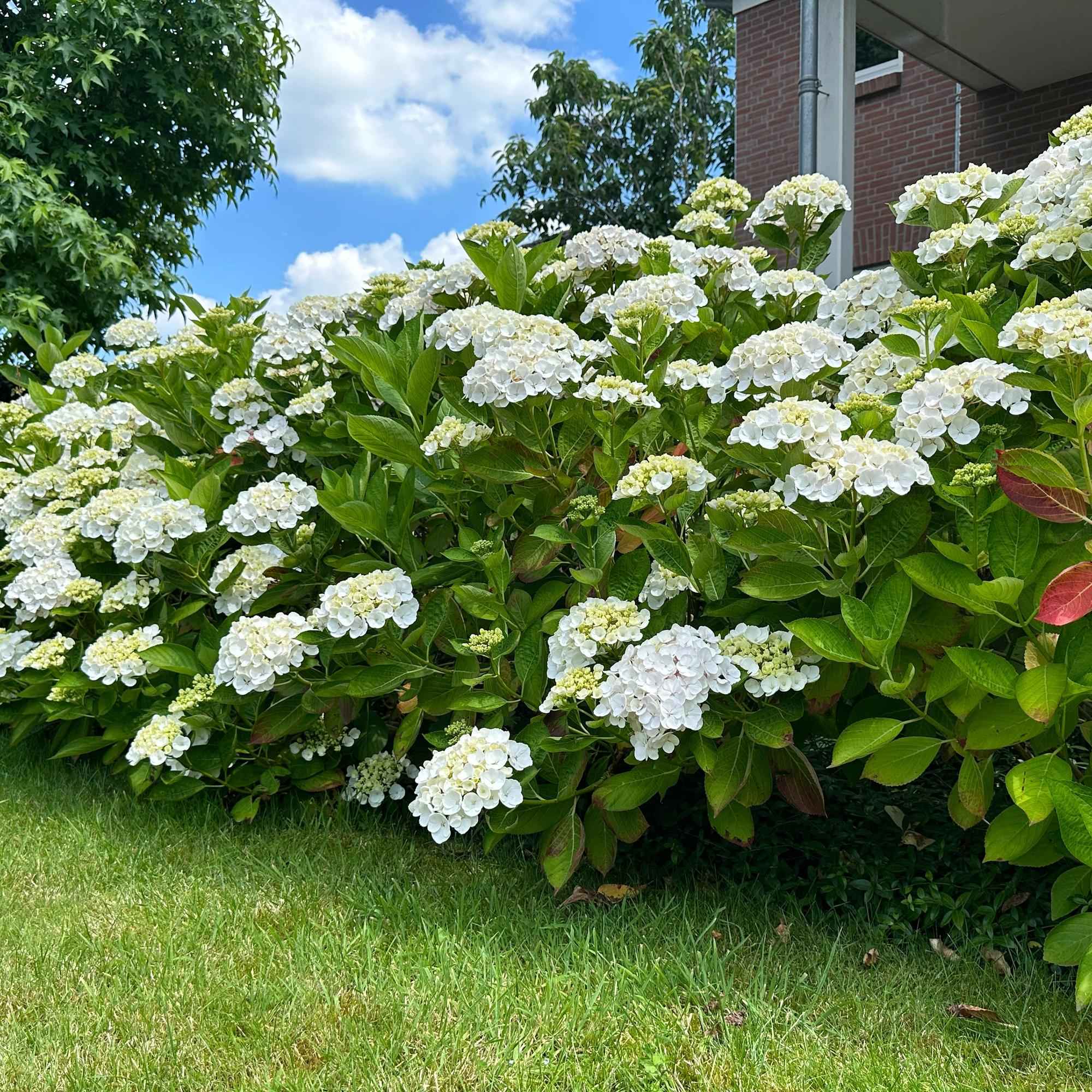 Image of Hortensie – Hydrangea macrophylla Weiß – Blüte Weiß – Ø17cm – ↕30cm – Laubabwerfend – Pflegeleicht-4