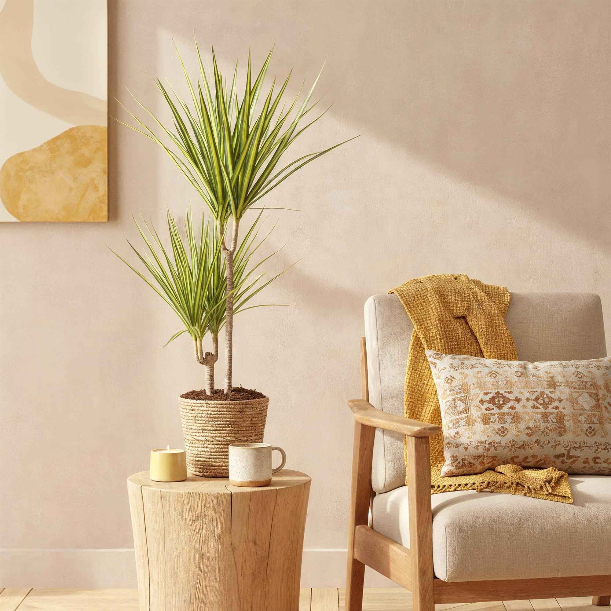 Image of Dracaena Sunray – Drachenblutbaum – 17cm – Höhe 70-75cm – Pflegeleichte Zimmerpflanze in Grün und Gelb für moderne Wohn – und Arbeitsräume-3