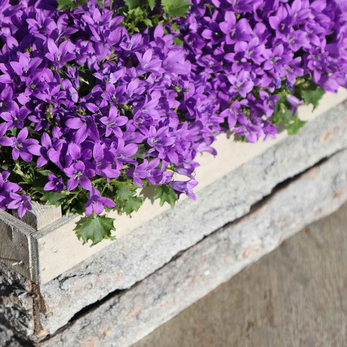 Image of Campanula Addenda Ambella lila 6er Set – Glockenblume violett Topfgröße 12cm – winterhart, lang blühend – Bodendecker für ca.1m²-1