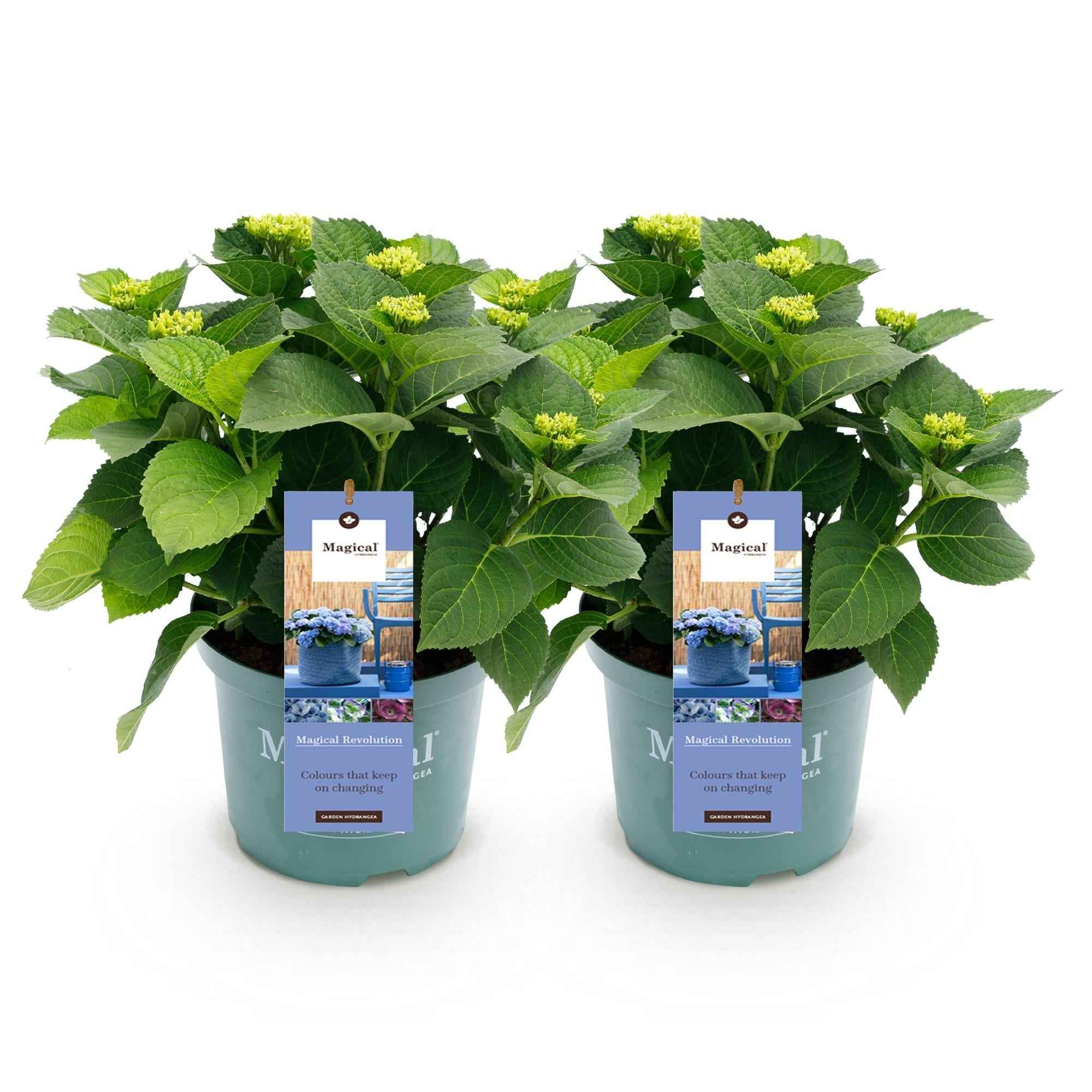 Image of Hydrangea macrophylla Magical Revolution Blue – Blaue Gartenhortensie – 2 Pflanzen im Topf 23cm – Höhe 55cm – 6-10 Blüten – Balkonpflanze