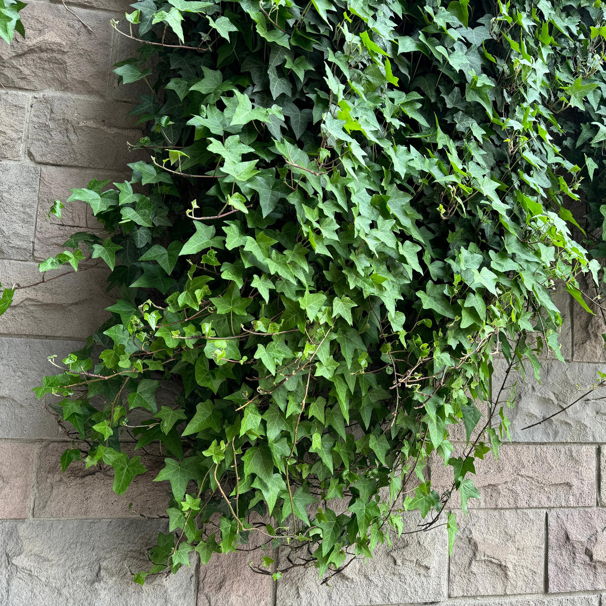 Image of Kletterpflanzen – Set Rainbow – 4 Pflanzen – Clematis montana Rubens, Hedera helix, Lonicera Goldflame, Campsis Madame Galen – Ø11cm – Höhe ca. 40cm-4