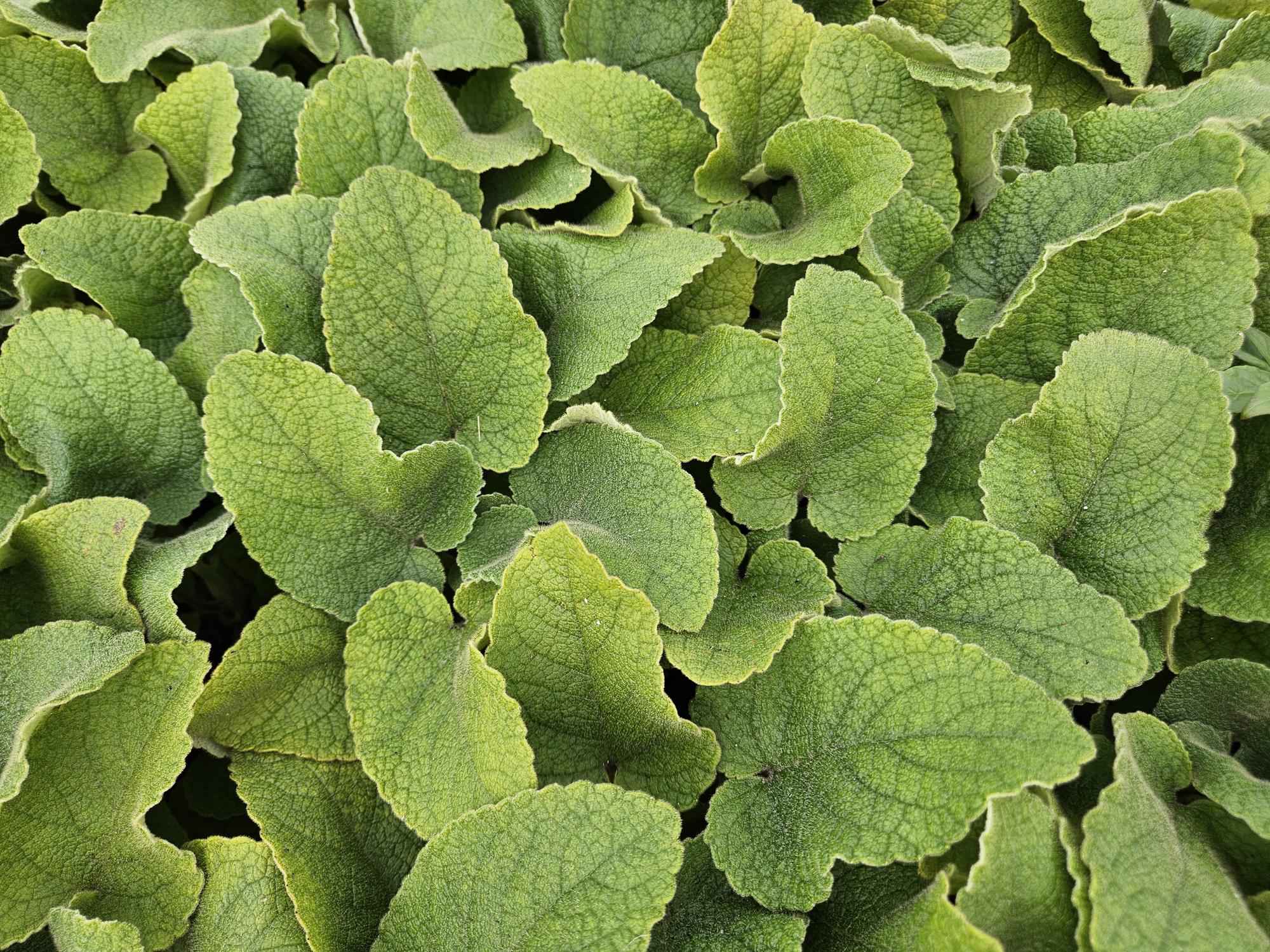 Image of Russel – Brandkraut Phlomis russeliana – ↕10-25cm – Ø9cm – 6 Pflanzen – Winterhart & Bienenfreundlich – Sommerblüher für Beete & Garten