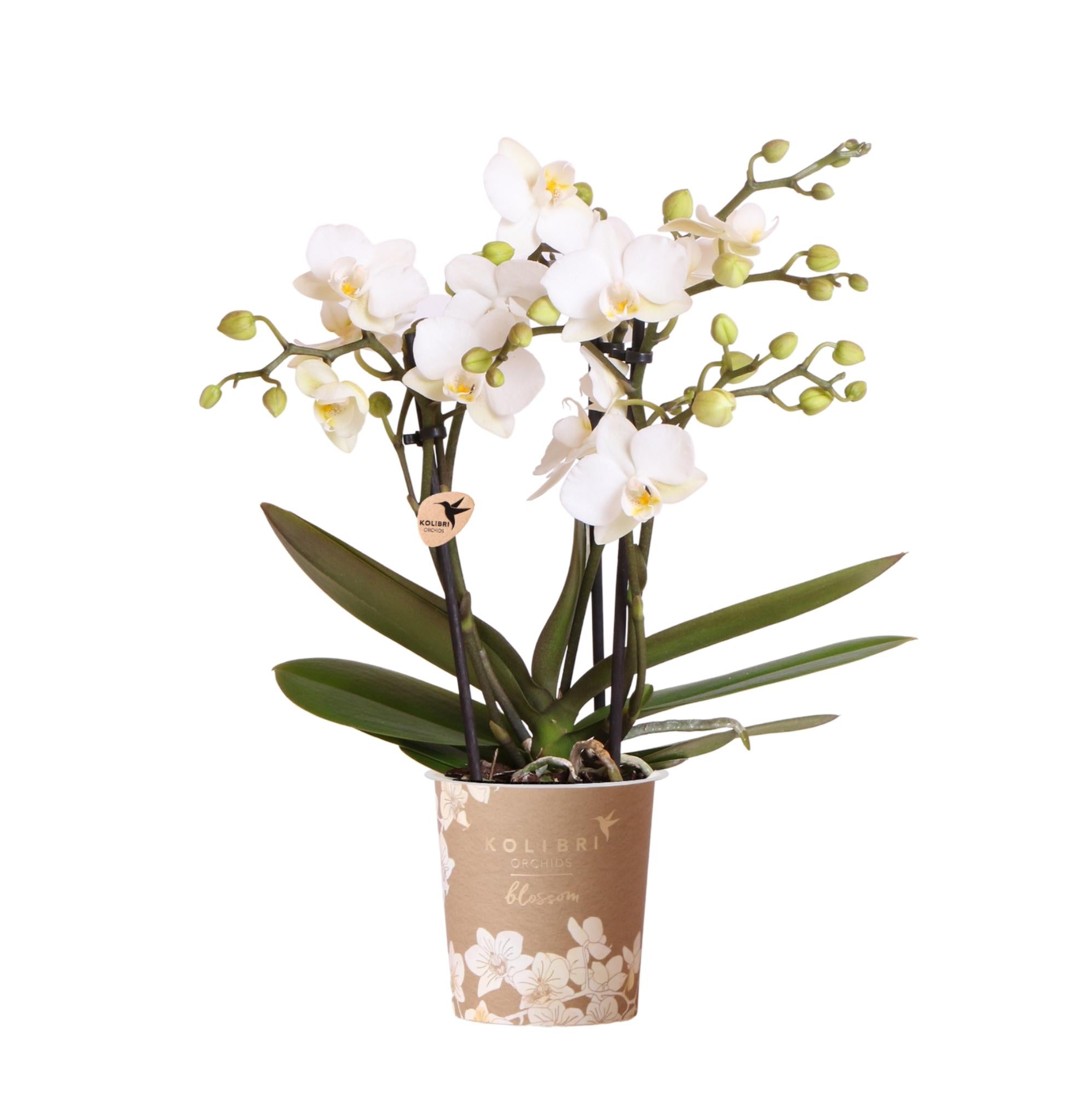 Image of Weiße Phalaenopsis Orchidee – Zürich – Ø9cm – Elegante blühende Zimmerpflanze mit 2-3 kräftigen Trieben-0
