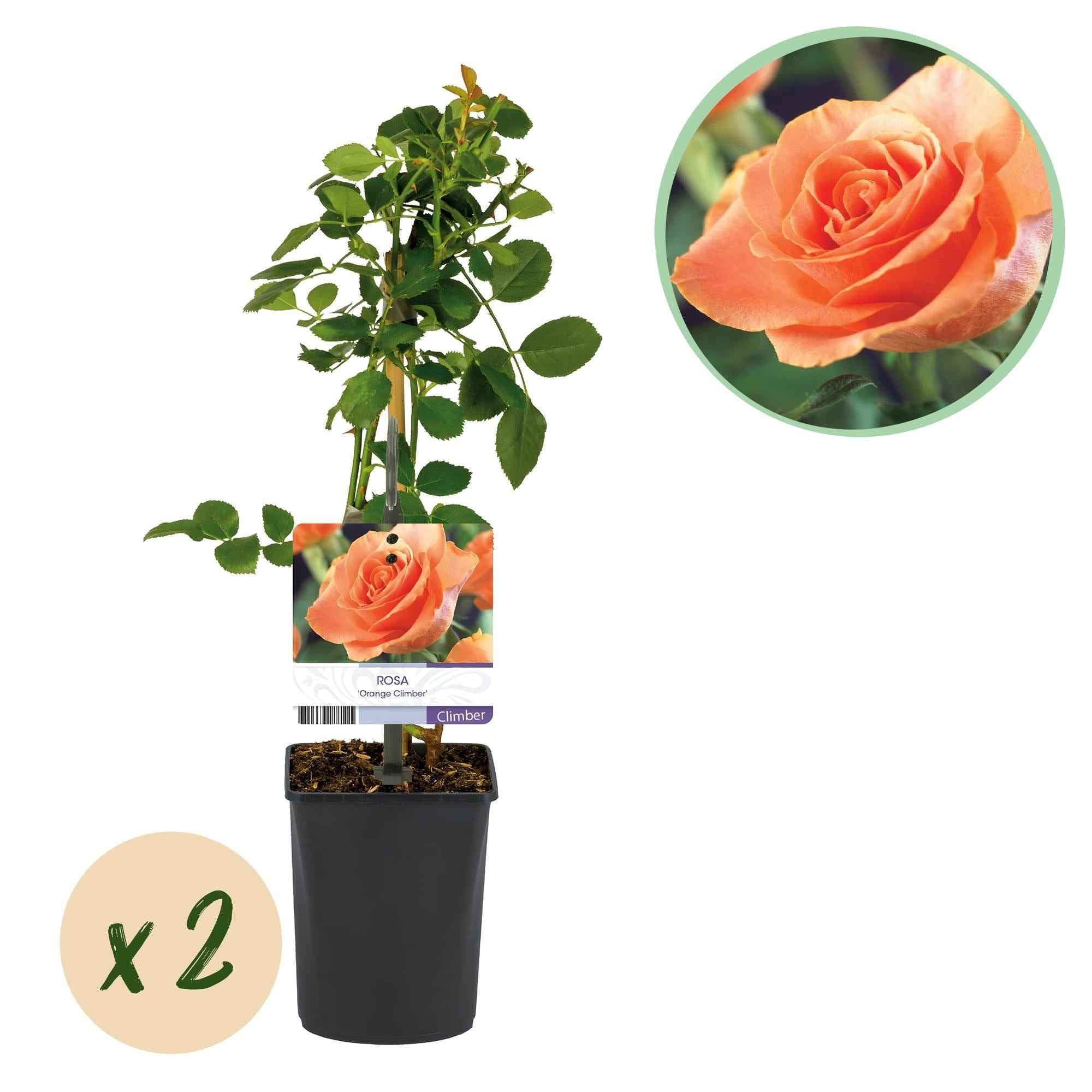 Image of Kletterrose – Rosa Orange Climber – Orange Blüten – 2 Pflanzen – 11cm – Höhe 40cm – Wenig Pflege – Blüte im Sommer-1
