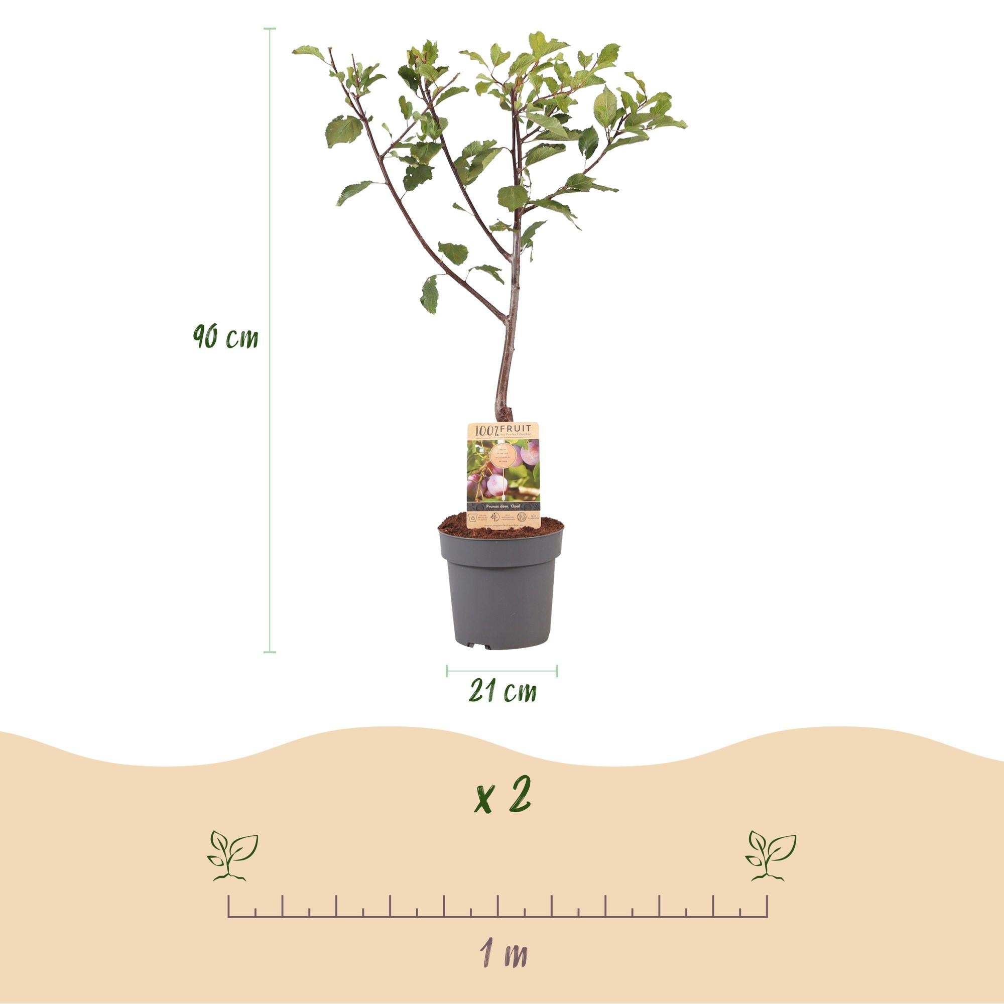 Image of Pflaumenbaum – Prunus domestica 'Opal' – ca. 90cm hoch – Topf Ø21cm – gelb – rote Früchte – selbstfruchtend & ertragreich-2