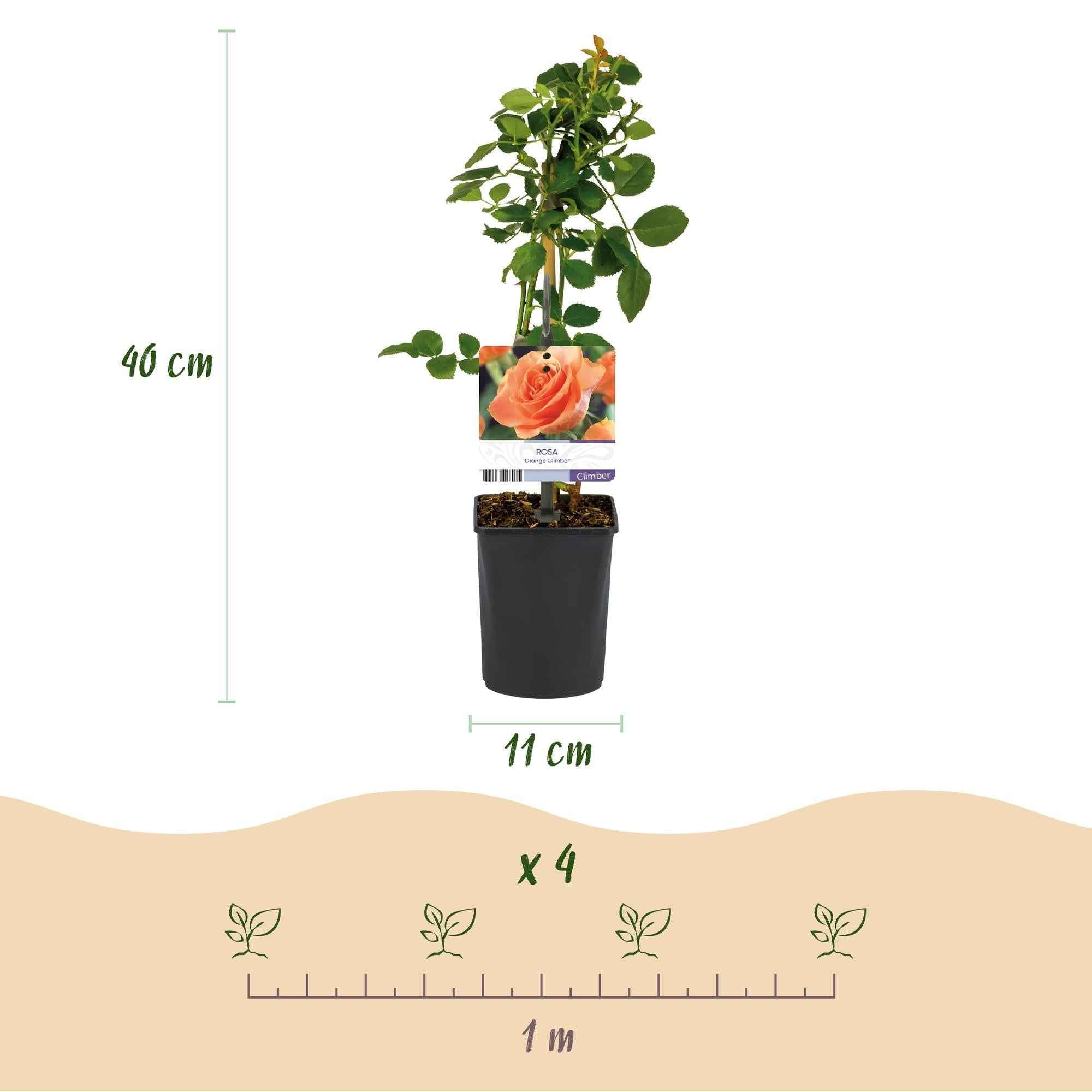 Image of Kletterrose – Rosa Orange Climber – Orange Blüten – 2 Pflanzen – 11cm – Höhe 40cm – Wenig Pflege – Blüte im Sommer-3