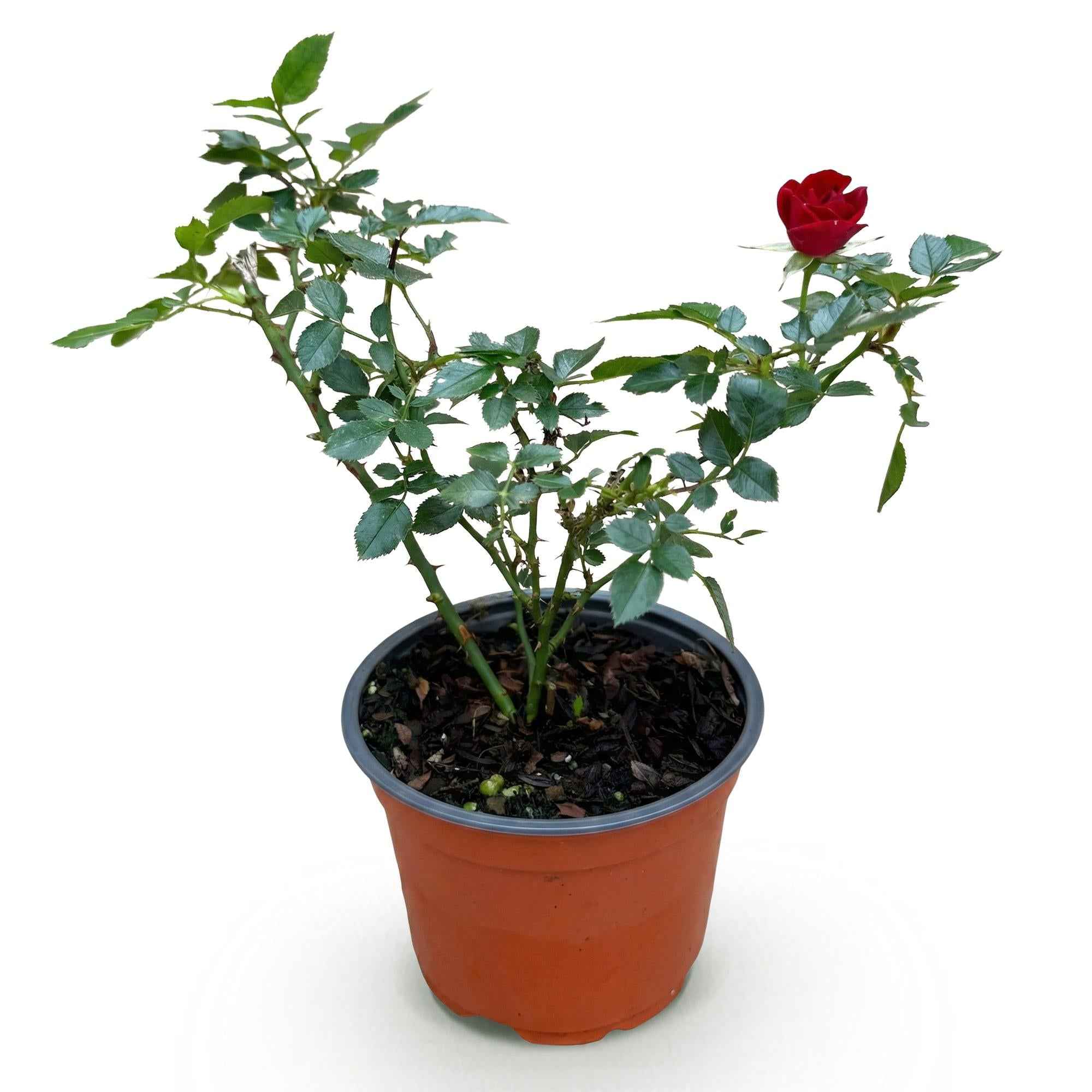 Image of Rose Rosa The Fairy Rot winterhart 20-25cm 12cm für Garten Balkon Terrasse Beet rote Beetrose dauerblühend bienenfreundlich pflegeleicht kompakt
